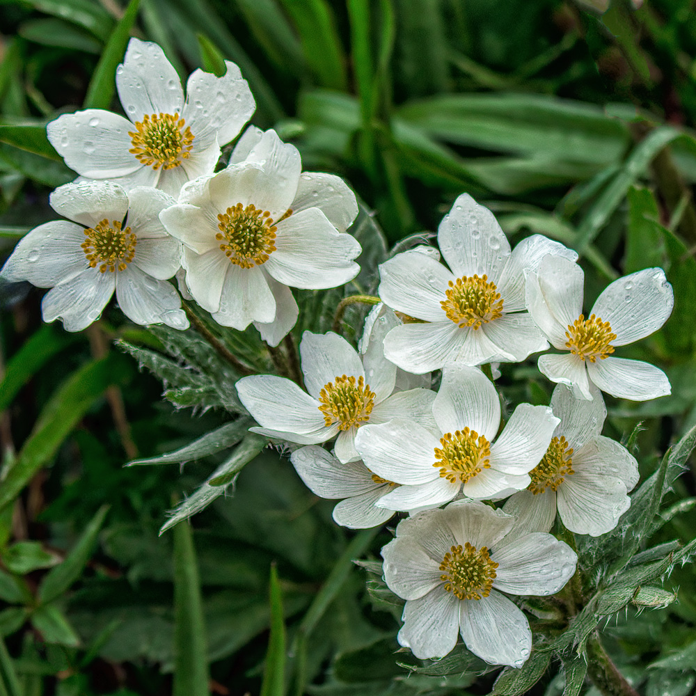 Путешествие к тайнам Горного Алтая (74/111)