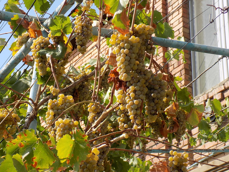 Три мира — одна душа: Шемаха, Лагич, Ивановка (38/62)