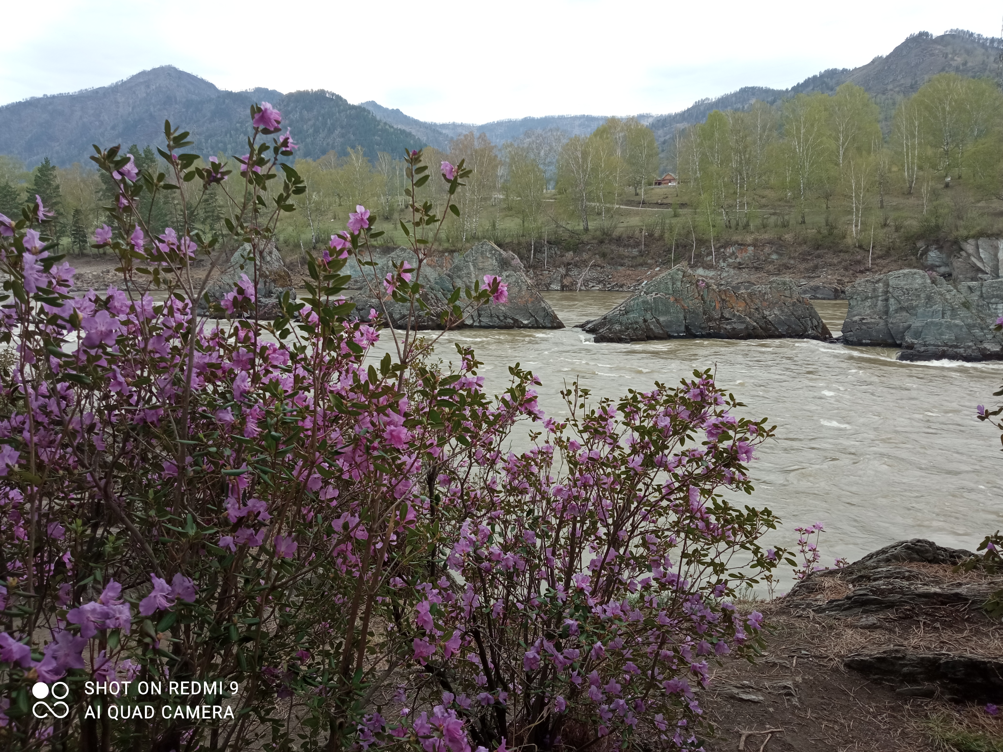 Весенний Алтай. Цветущие горы. (13/15)