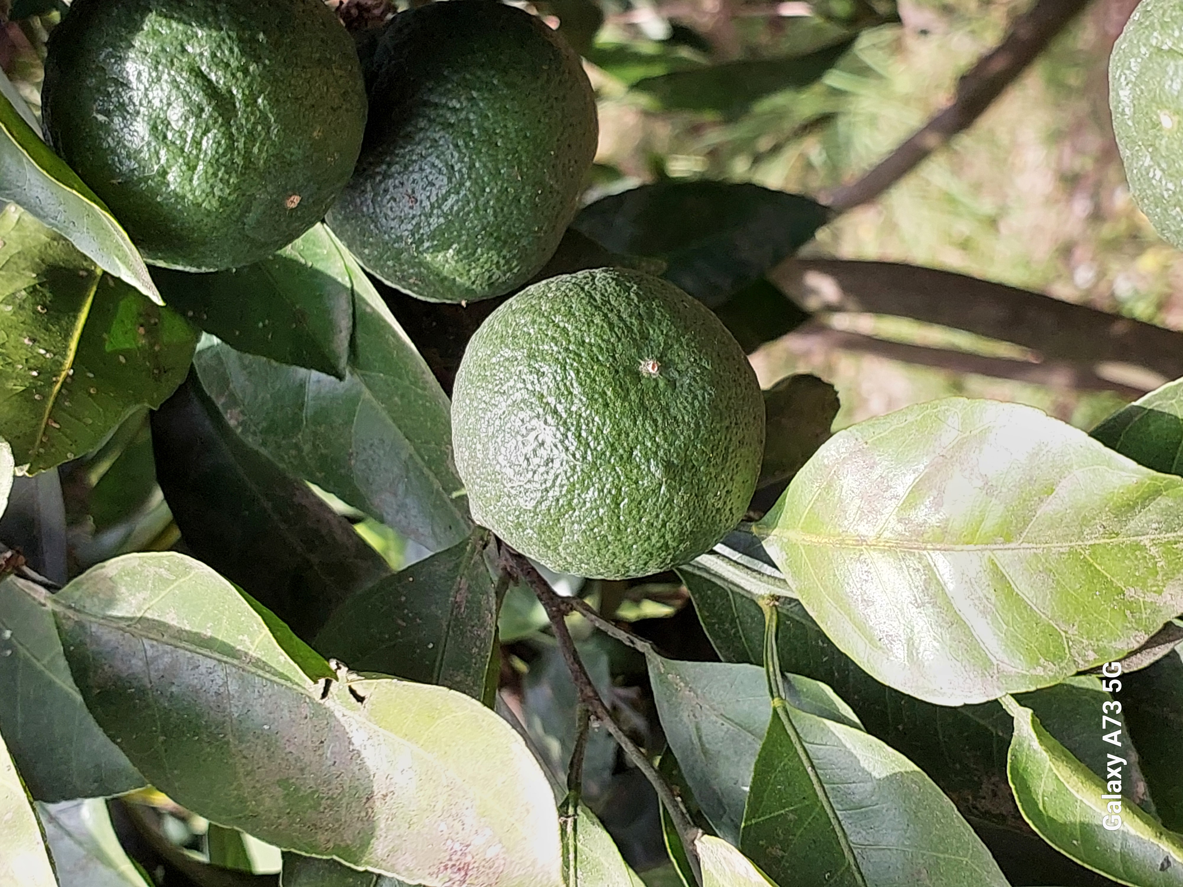 Юг Азербайджана за один день:от пещер Гобустана до субтропиков Ленькорани