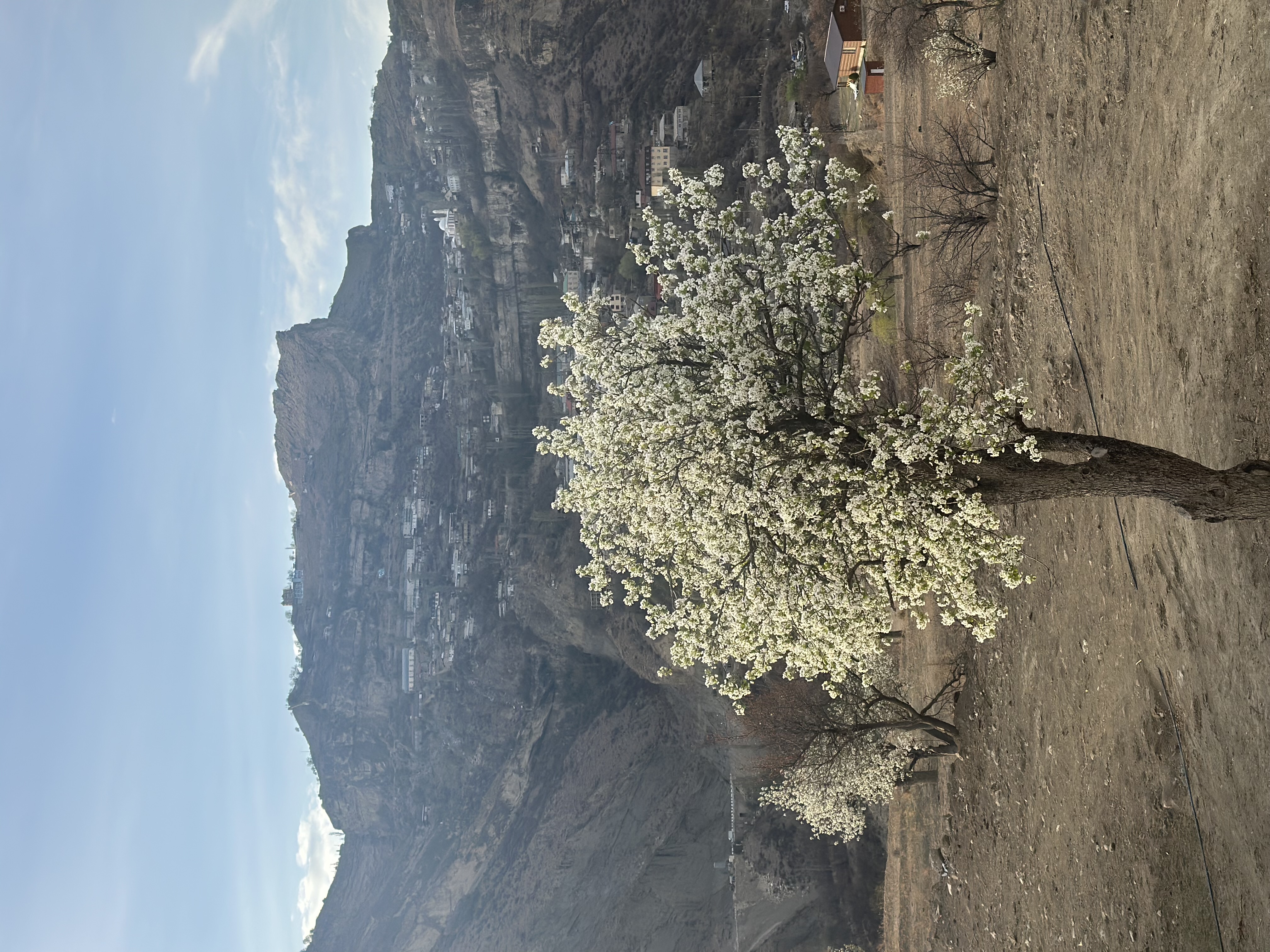 Вальс Цветов.  5 дней весны (51/71)