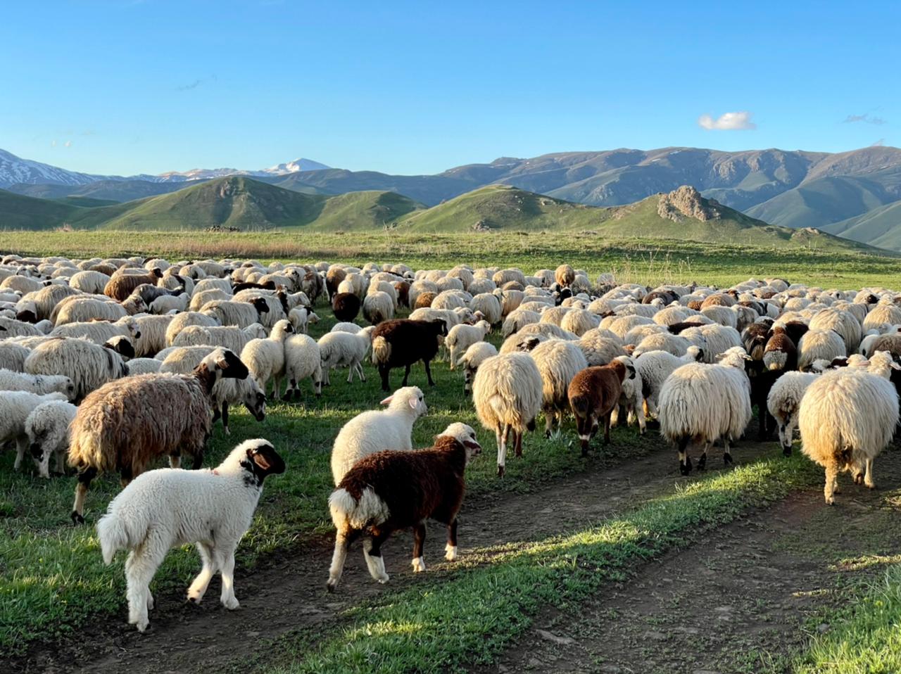 Майские каникулы / Тур в Армению (7/10)
