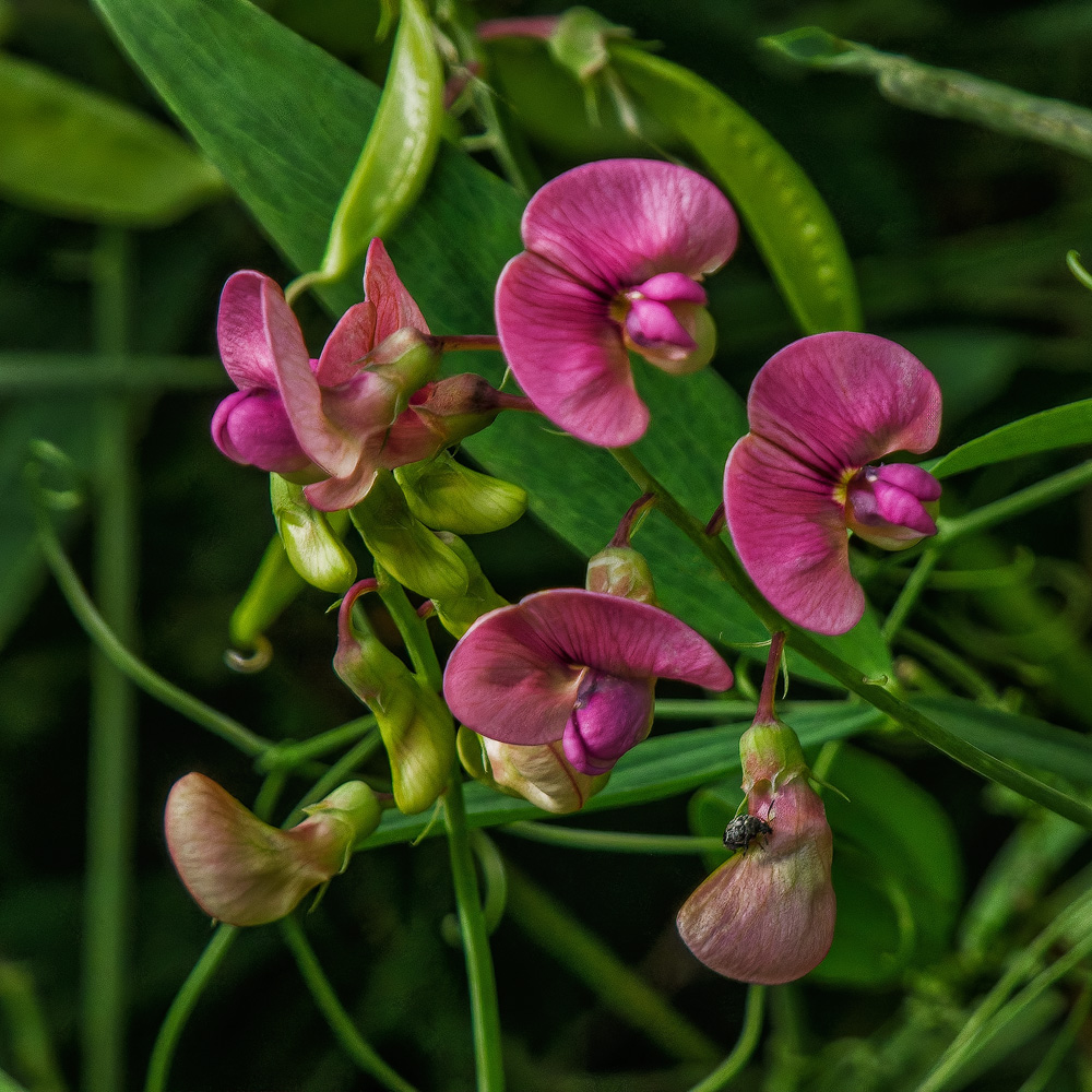 Путешествие к тайнам Горного Алтая (78/111)