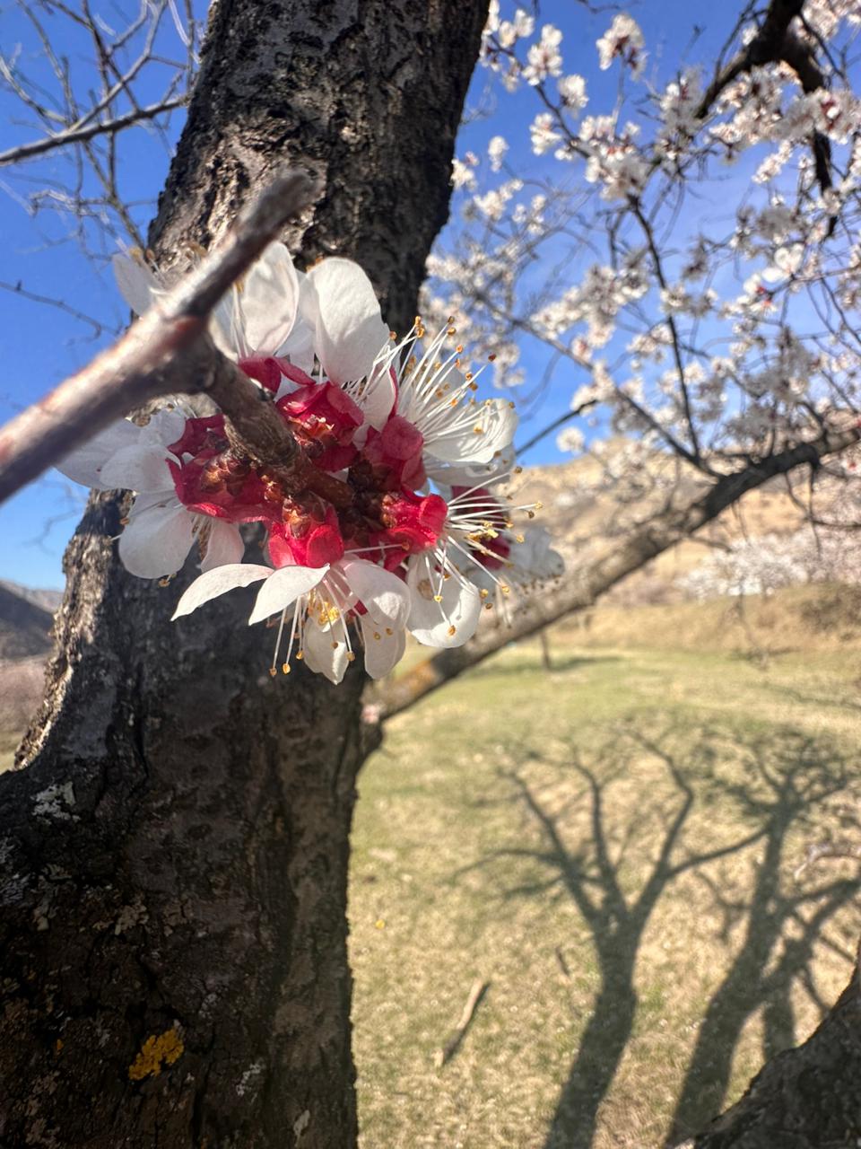 Вальс Цветов.  5 дней весны (19/71)