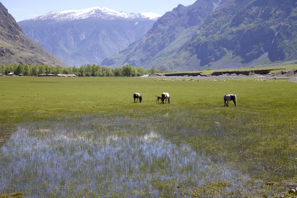 Путешествие к тайнам Горного Алтая (83/111)