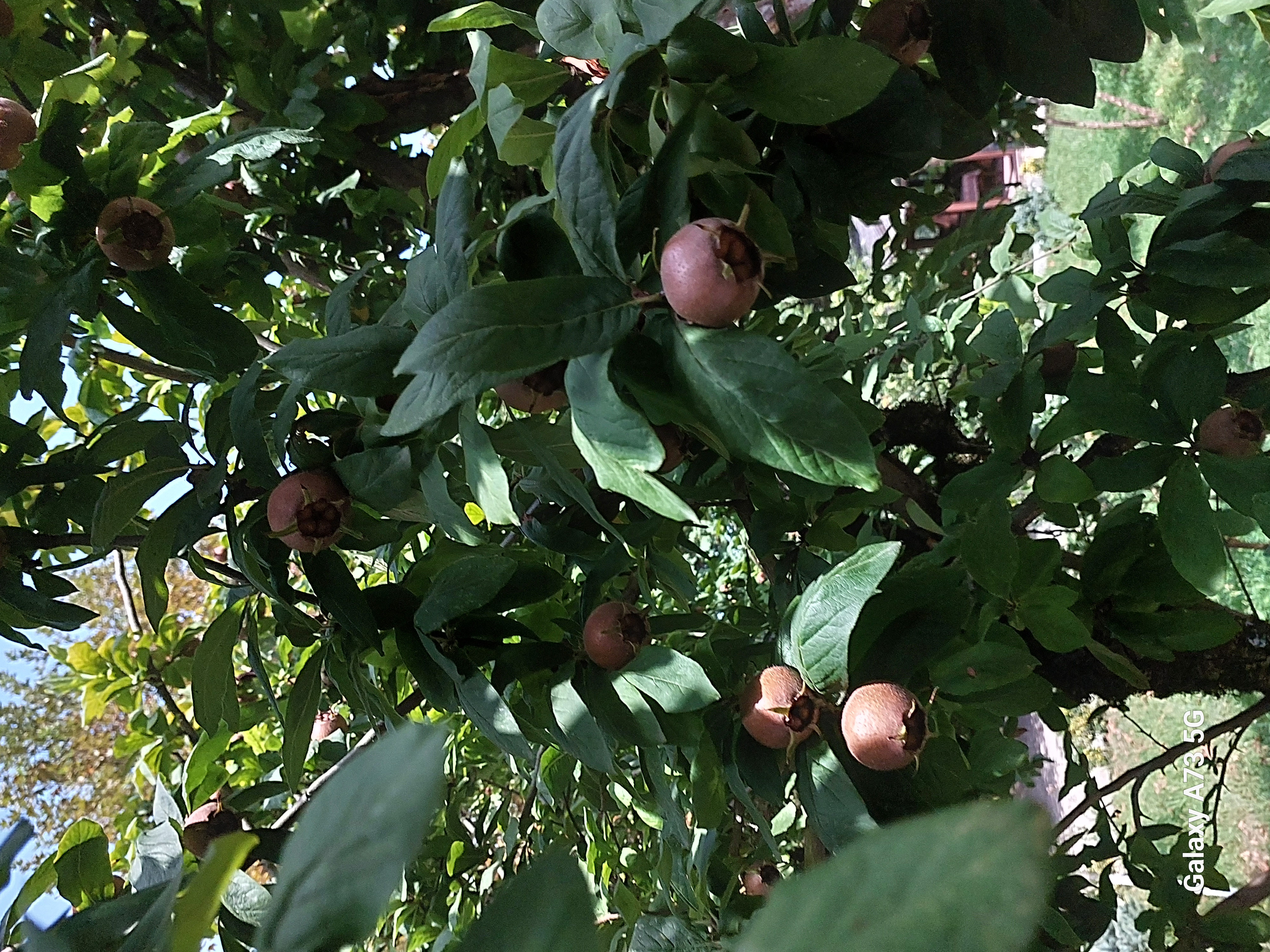 Юг Азербайджана за один день:от пещер Гобустана до субтропиков Ленькорани (35/75)