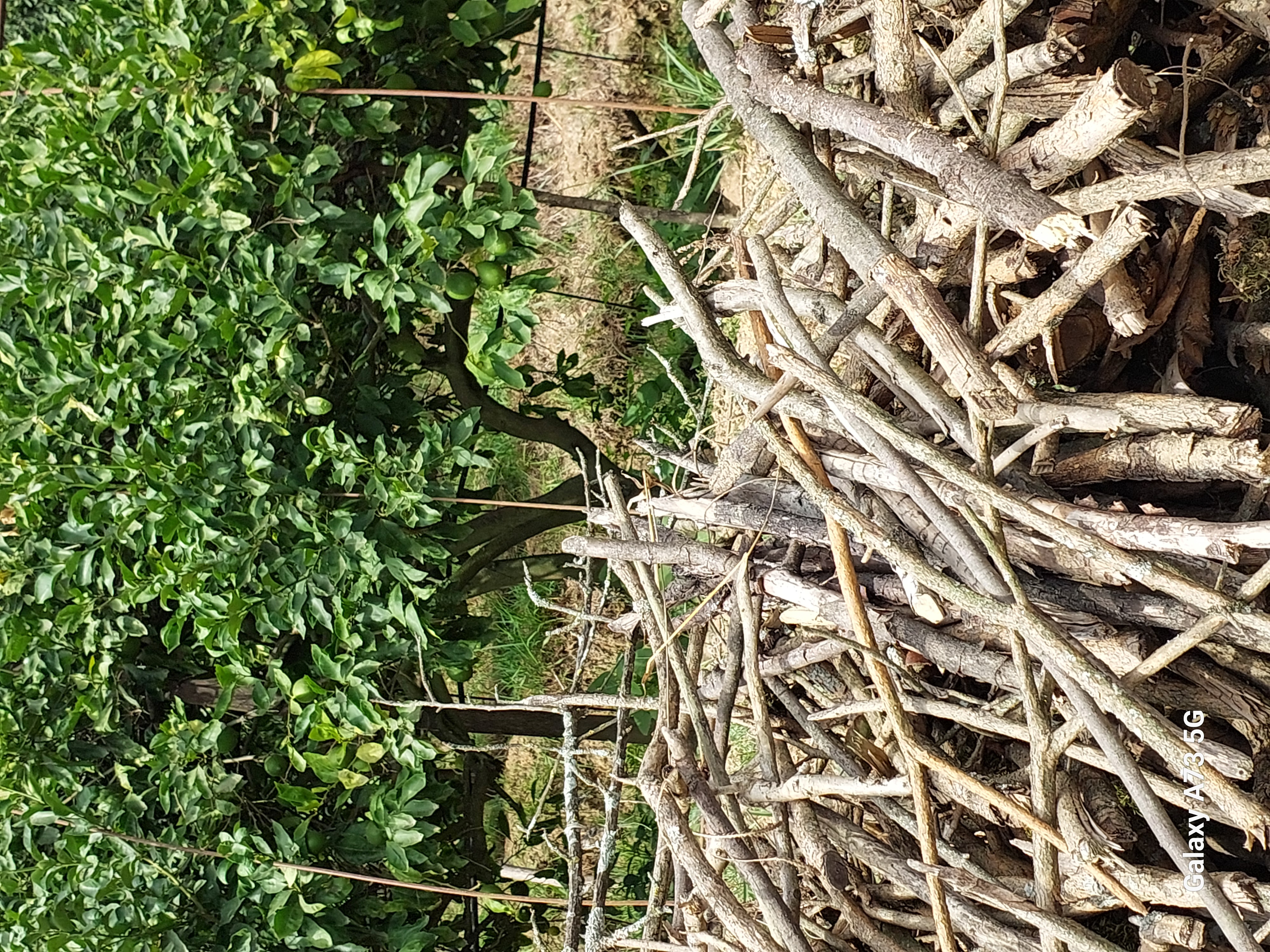 Юг Азербайджана за один день:от пещер Гобустана до субтропиков Ленькорани (3/75)