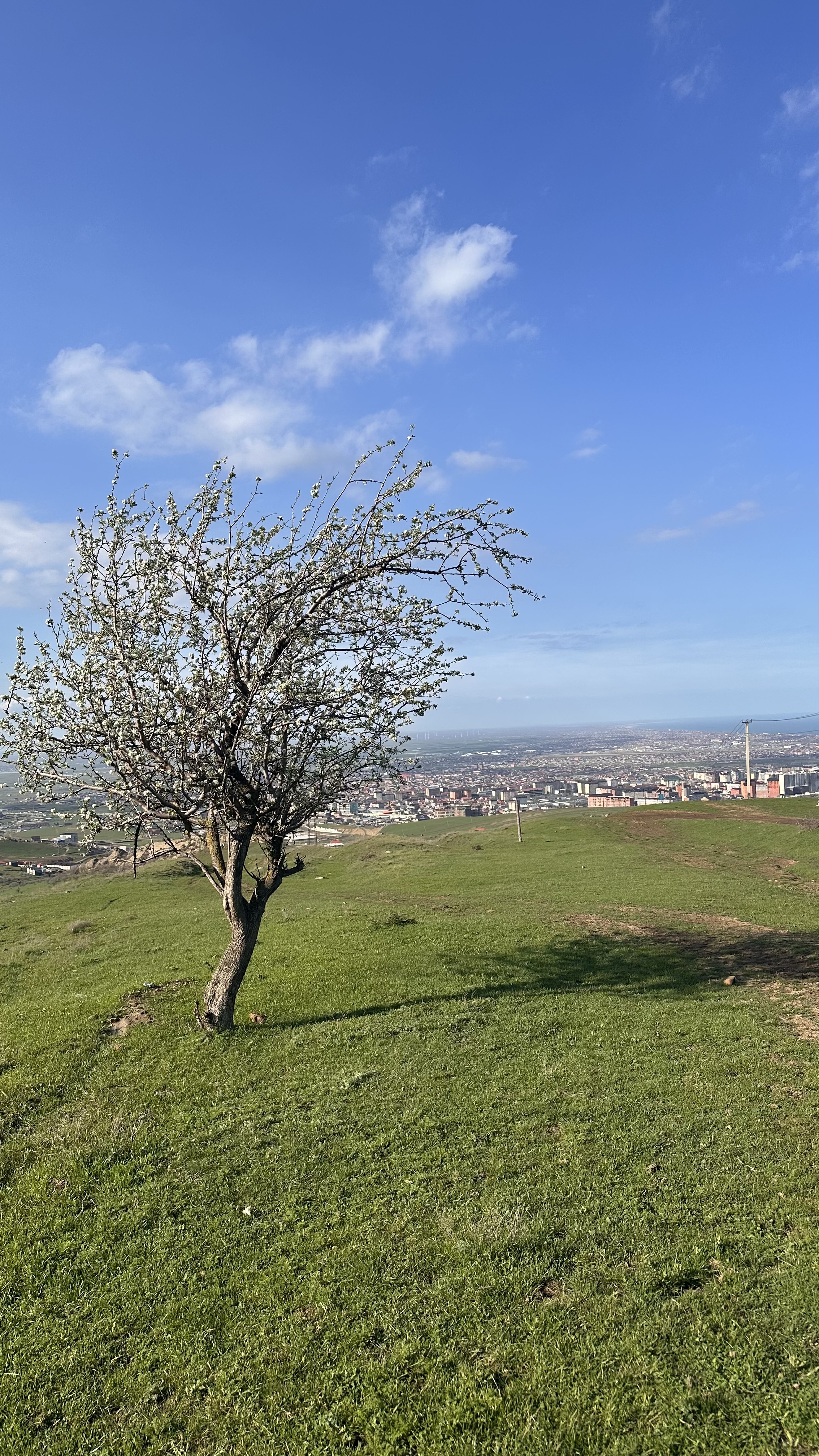 Вальс Цветов.  5 дней весны (37/71)
