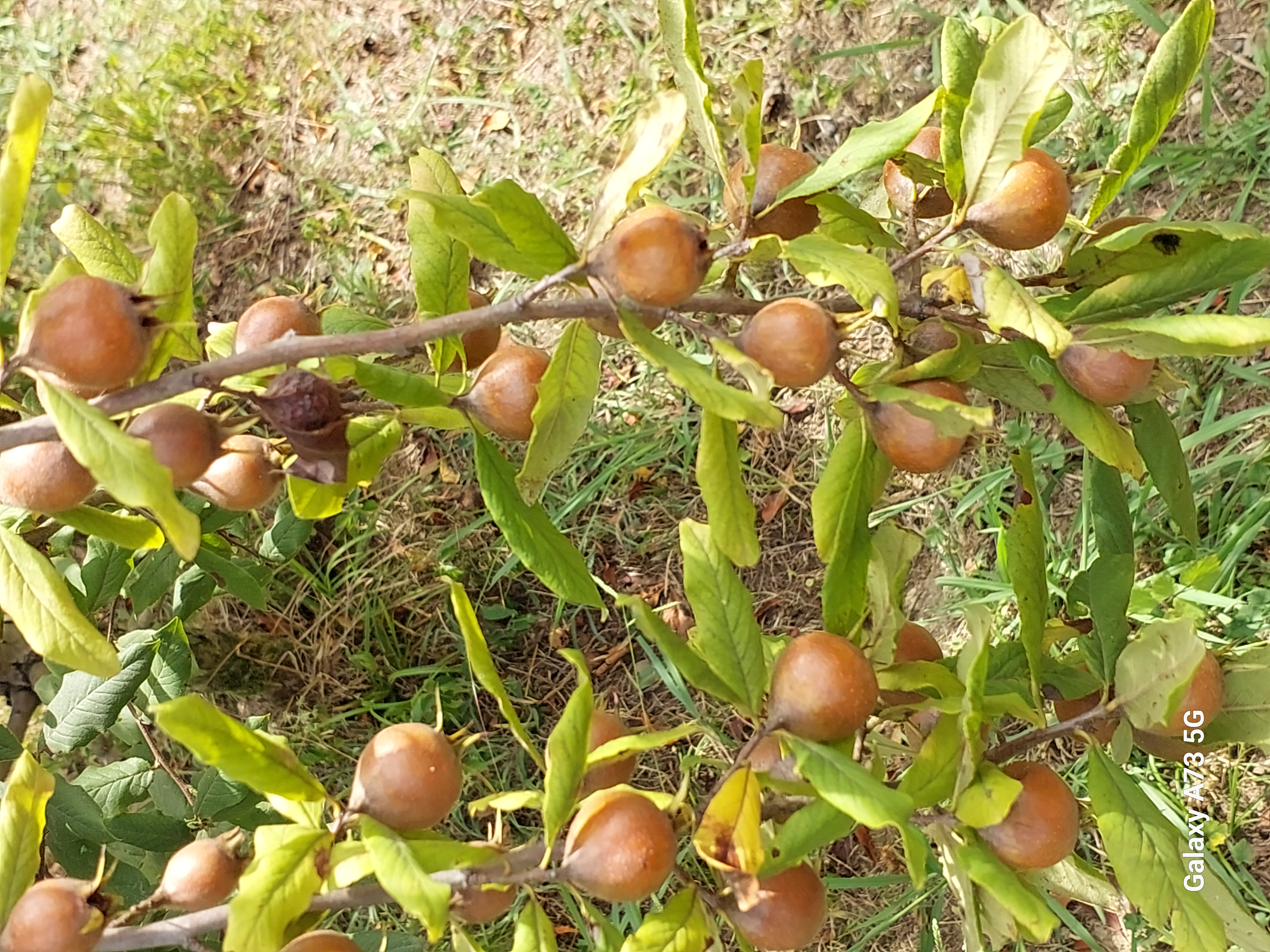 Юг Азербайджана за один день:от пещер Гобустана до субтропиков Ленькорани (4/75)