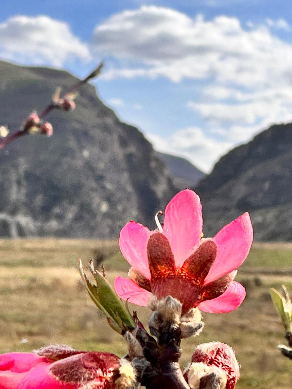 Вальс Цветов.  5 дней весны