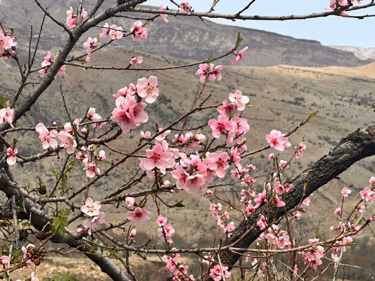 Вальс Цветов.  5 дней весны (23/71)