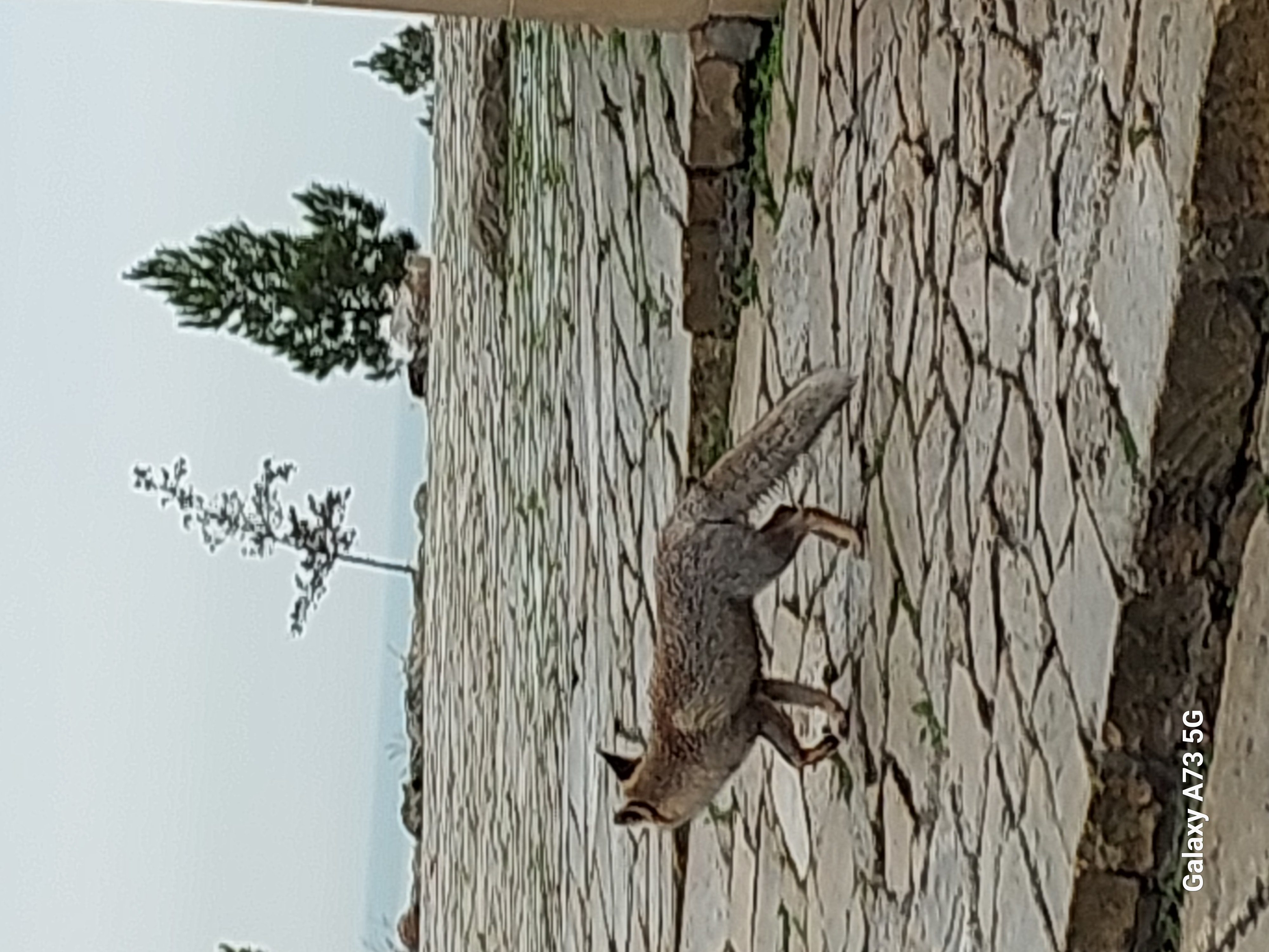 Юг Азербайджана за один день:от пещер Гобустана до субтропиков Ленькорани (62/75)