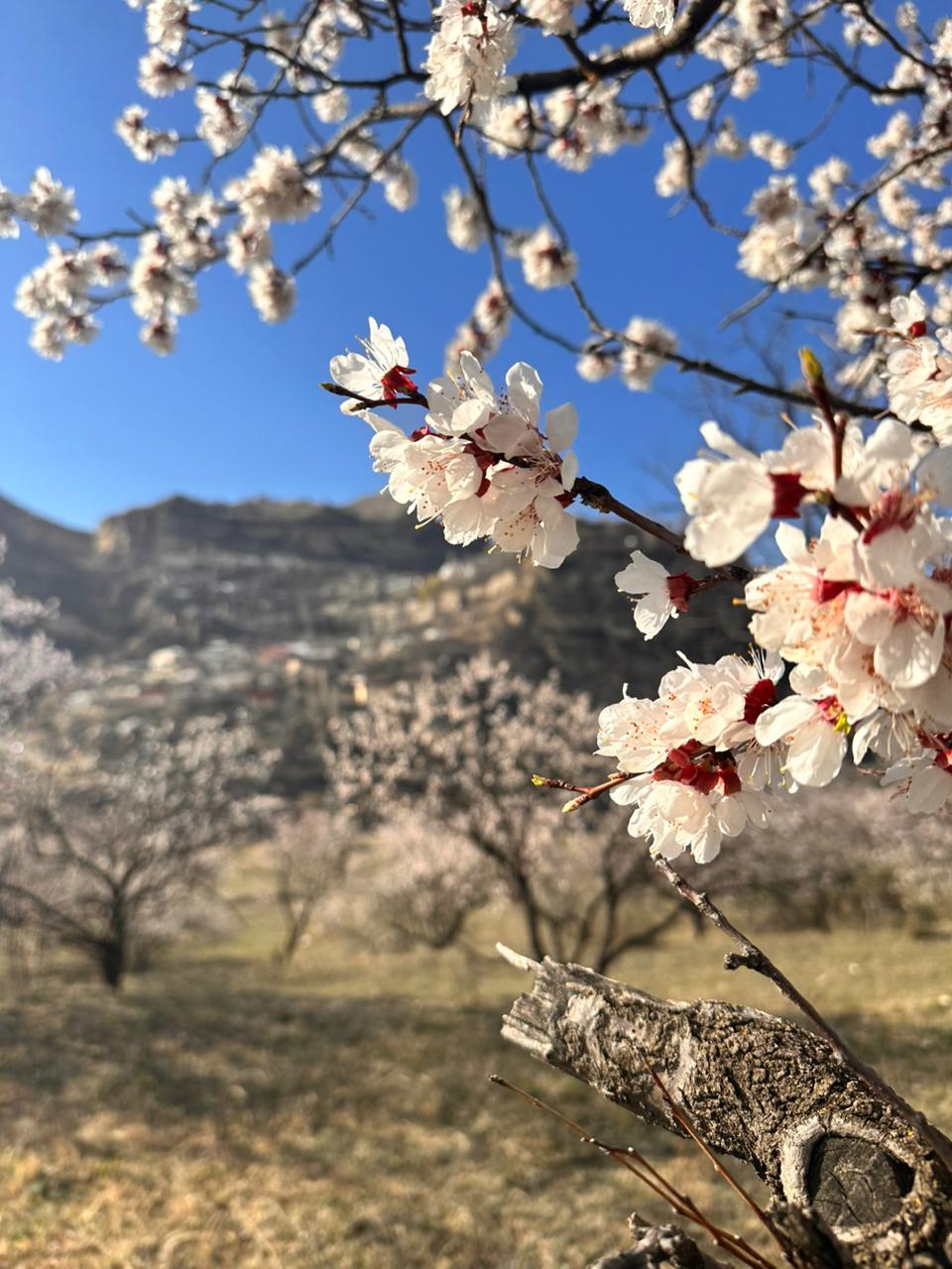 Вальс Цветов.  5 дней весны (28/71)