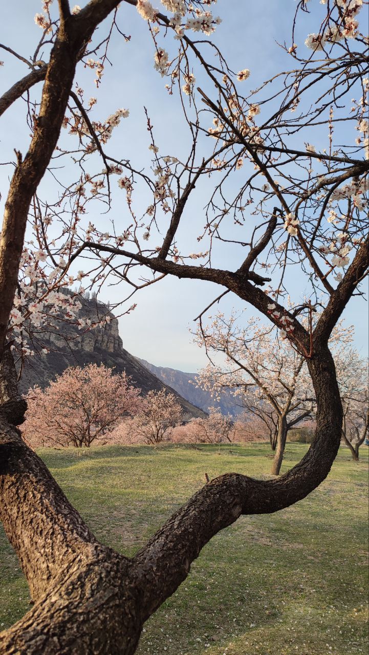 Вальс Цветов.  5 дней весны (21/71)