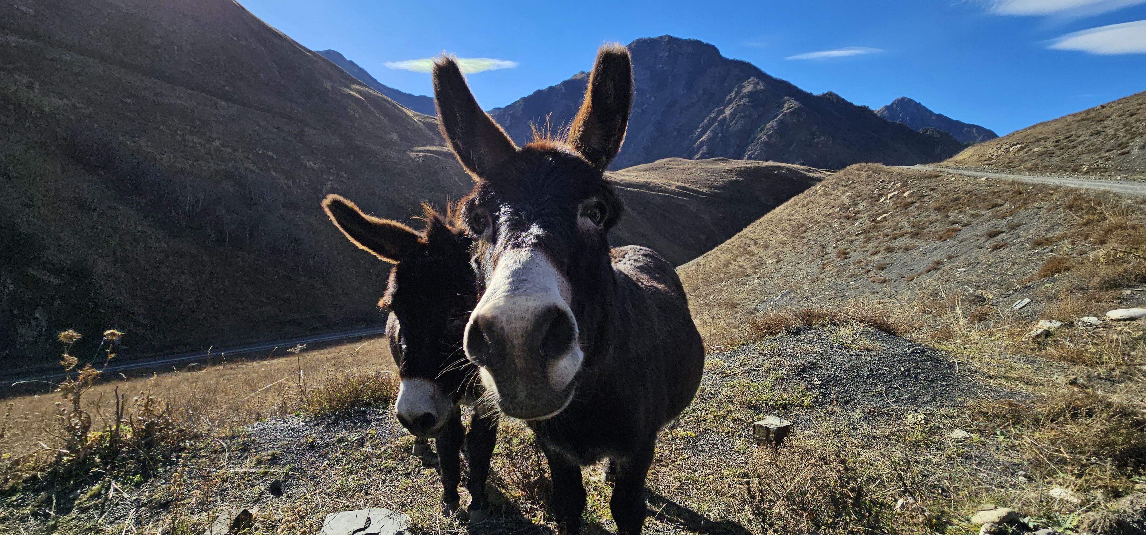 Северная Осетия по максимуму (19/40)