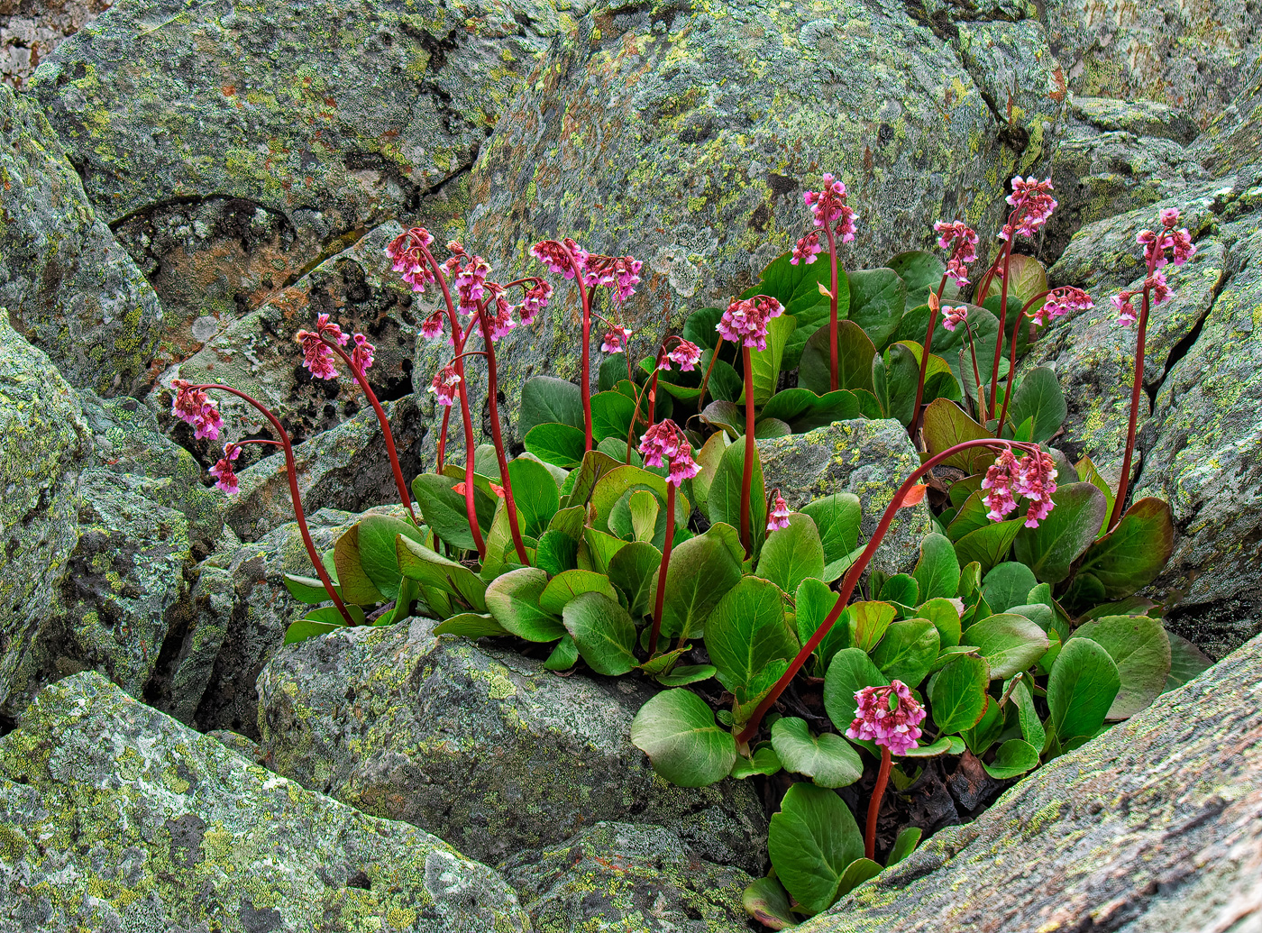 Путешествие к тайнам Горного Алтая (72/111)