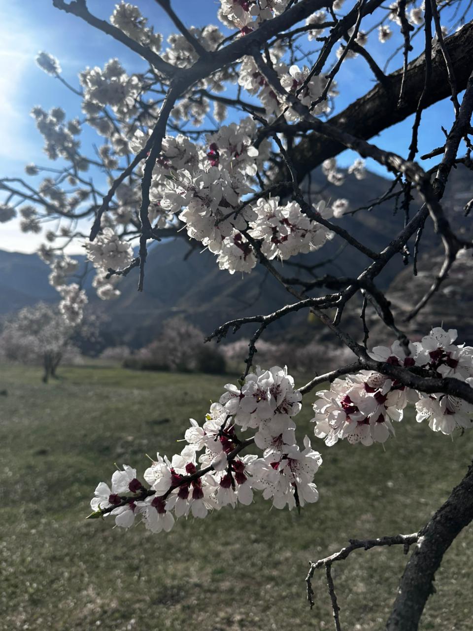 Вальс Цветов.  5 дней весны (20/71)