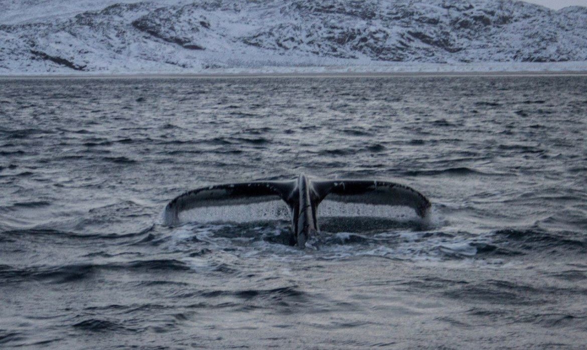 Приключенческий Кольский. Териберка + сияние + Хибины. Двухдневная классика (3/16)