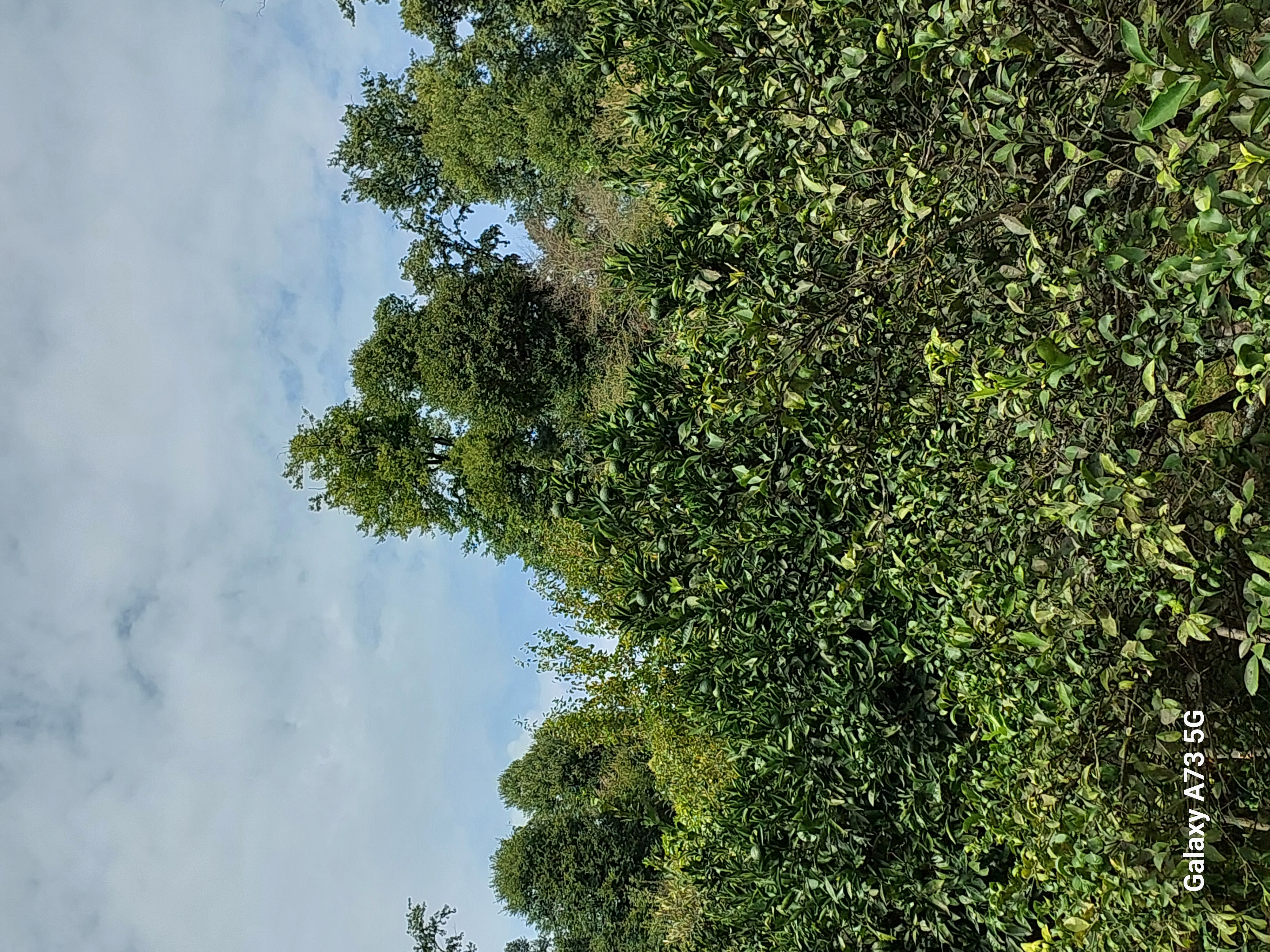 Юг Азербайджана за один день:от пещер Гобустана до субтропиков Ленькорани (7/75)