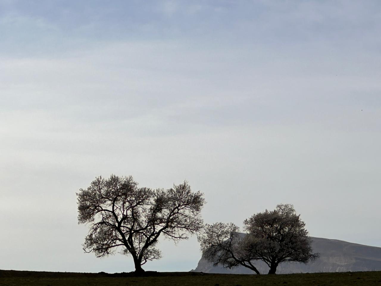 Вальс Цветов.  5 дней весны (26/71)