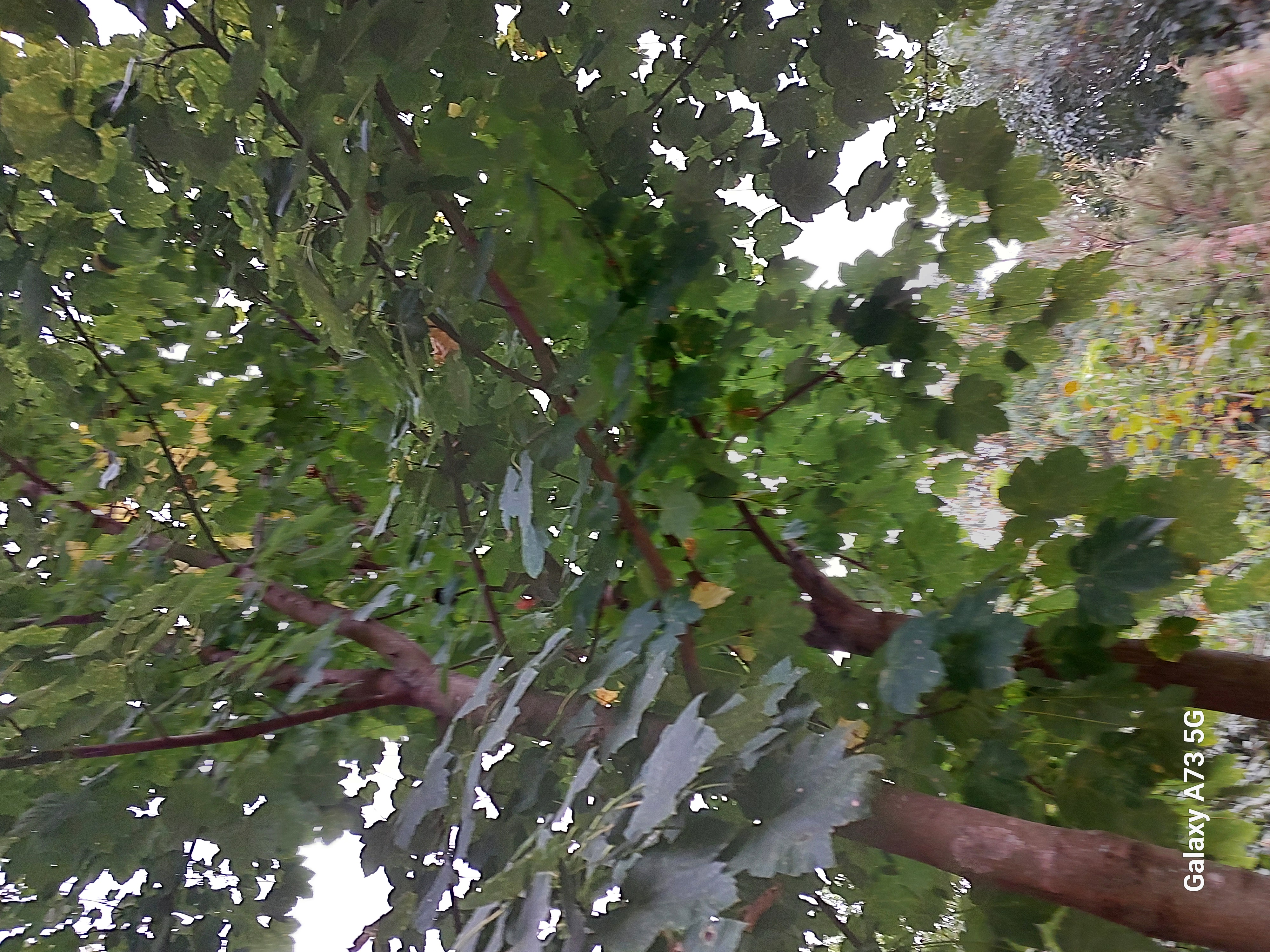 Юг Азербайджана за один день:от пещер Гобустана до субтропиков Ленькорани (37/75)