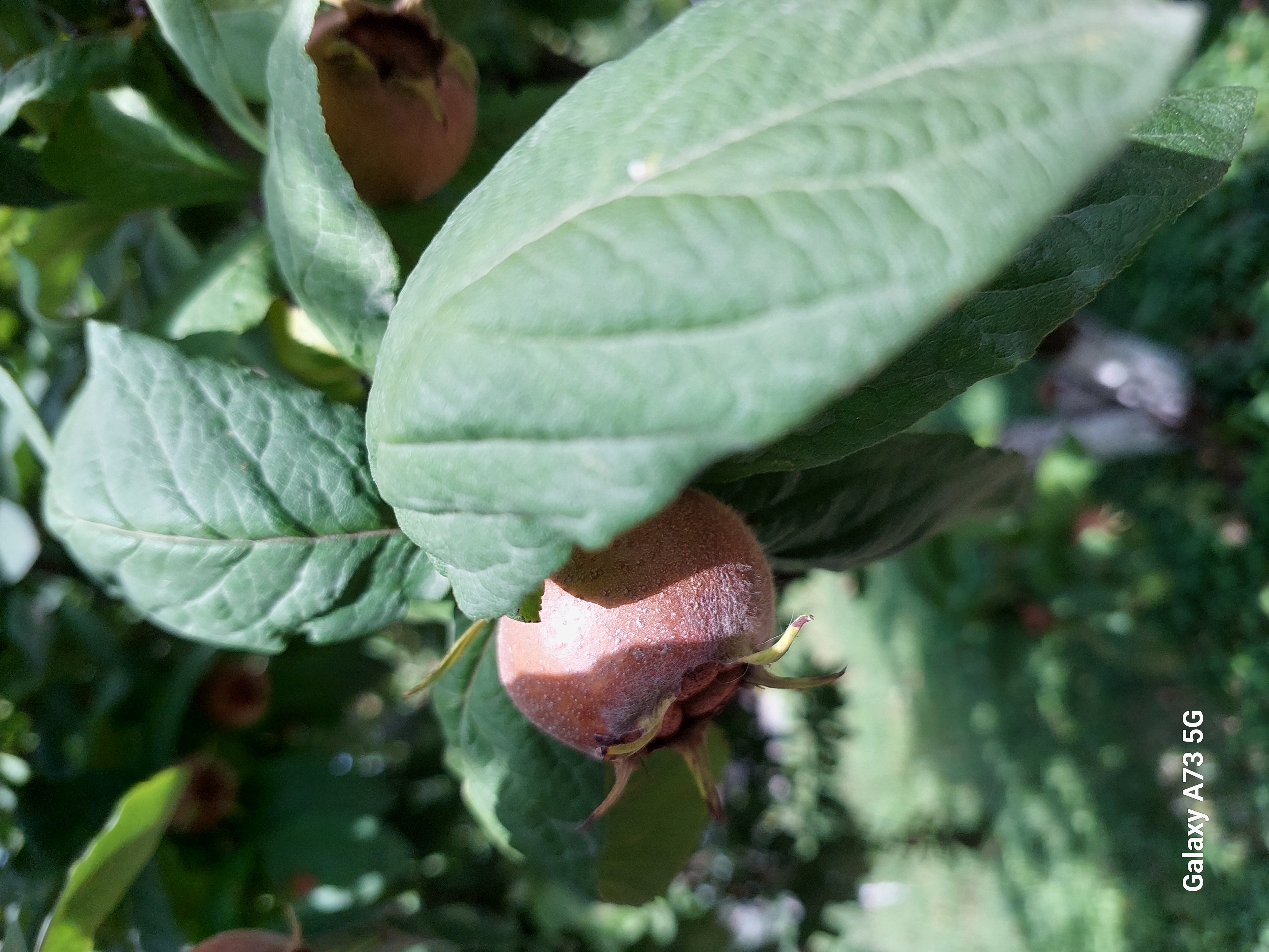 Юг Азербайджана за один день:от пещер Гобустана до субтропиков Ленькорани (34/75)
