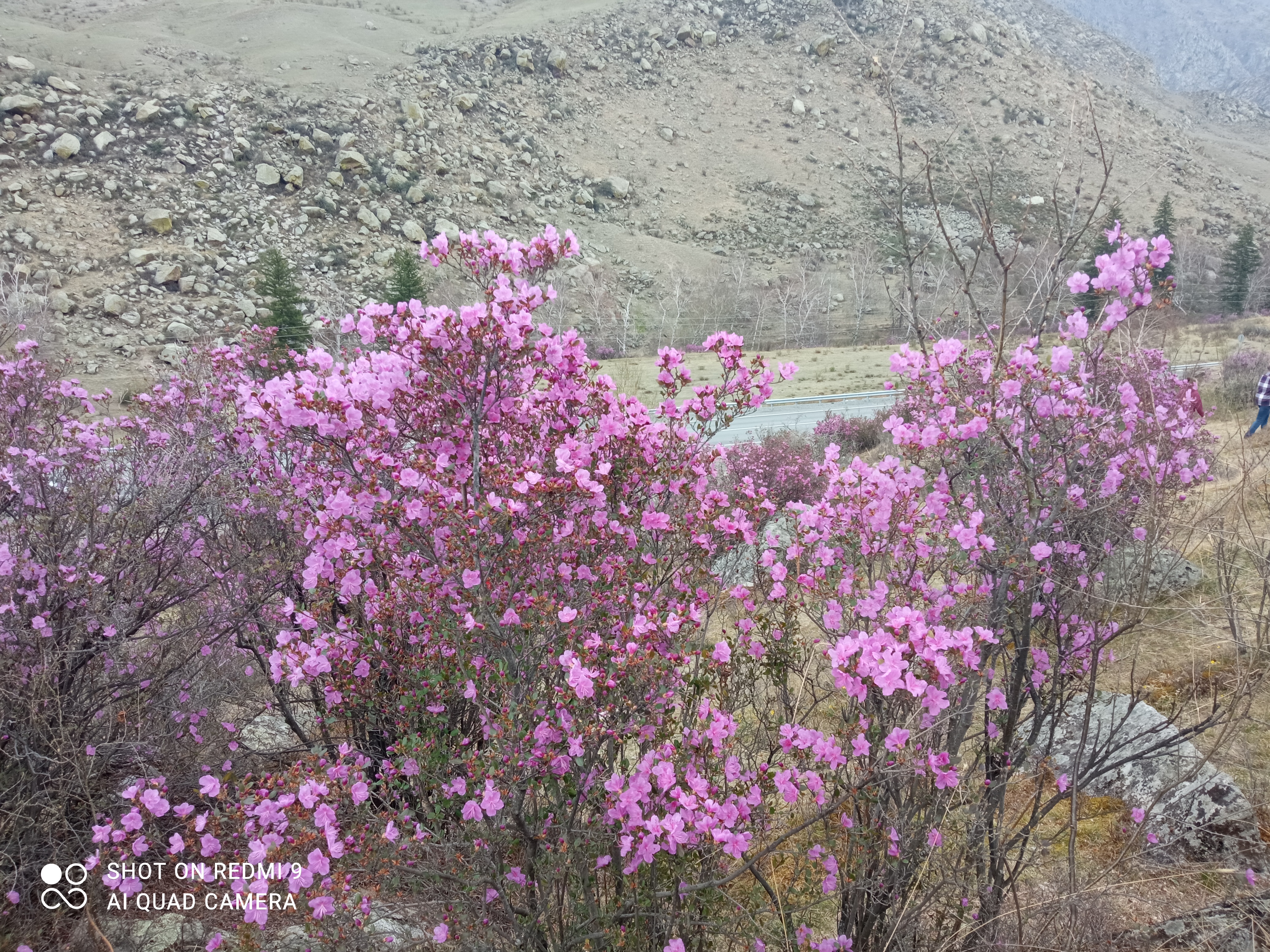 Весенний Алтай. Цветущие горы. (12/15)