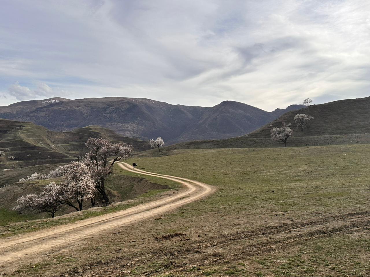 Вальс Цветов.  5 дней весны (31/71)