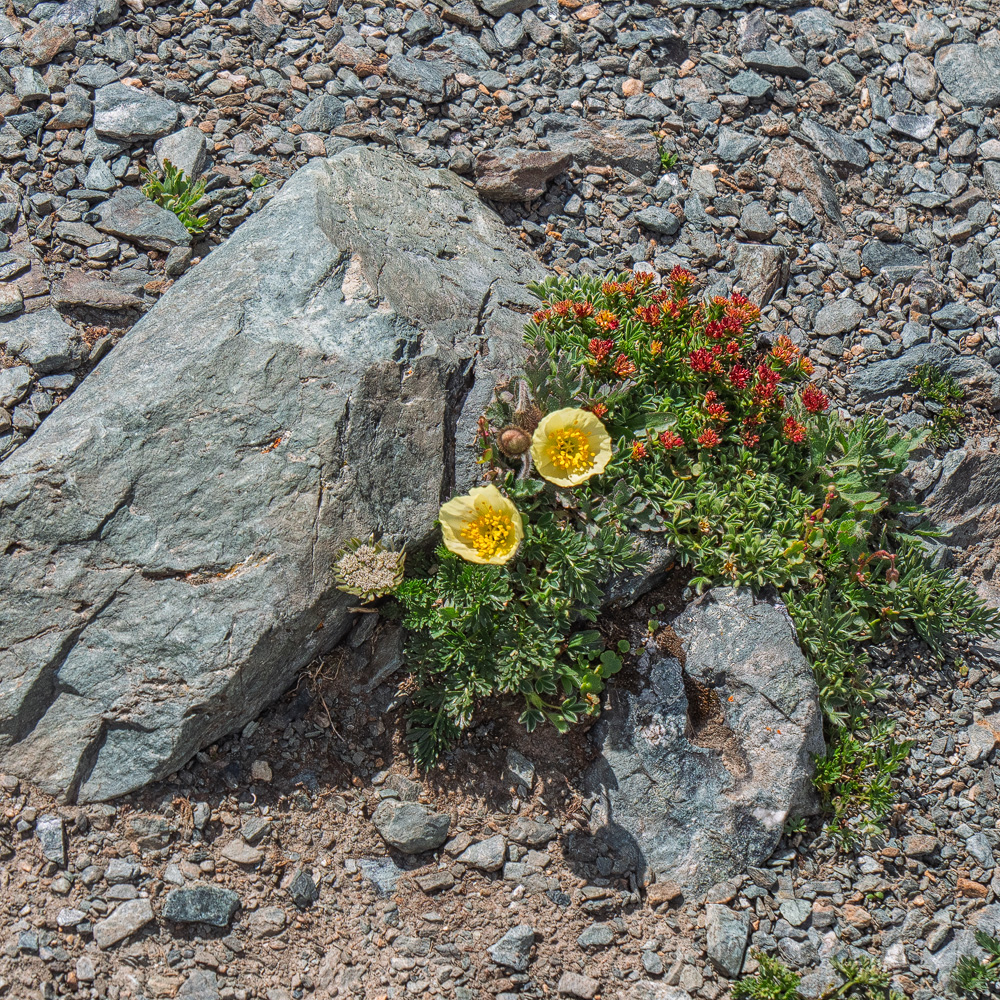 Путешествие к тайнам Горного Алтая (70/111)