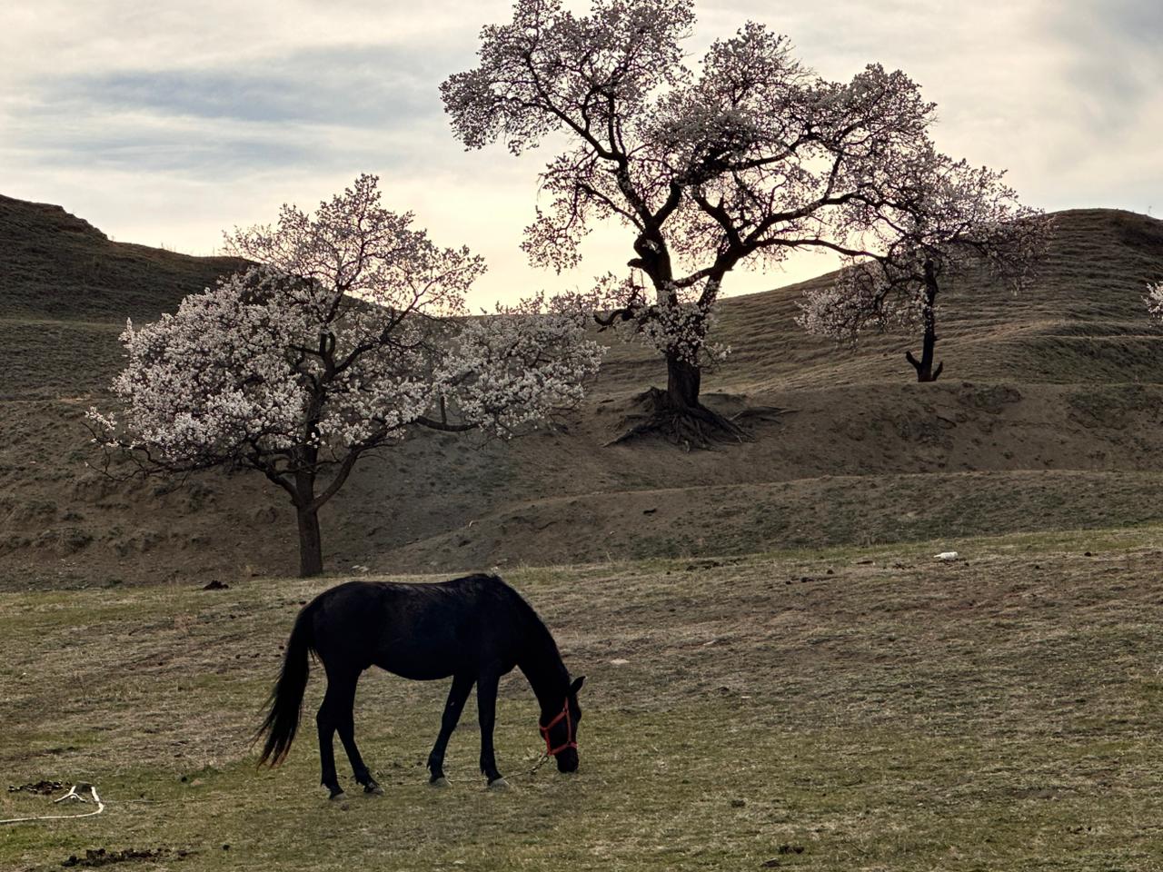 Вальс Цветов.  5 дней весны (33/71)