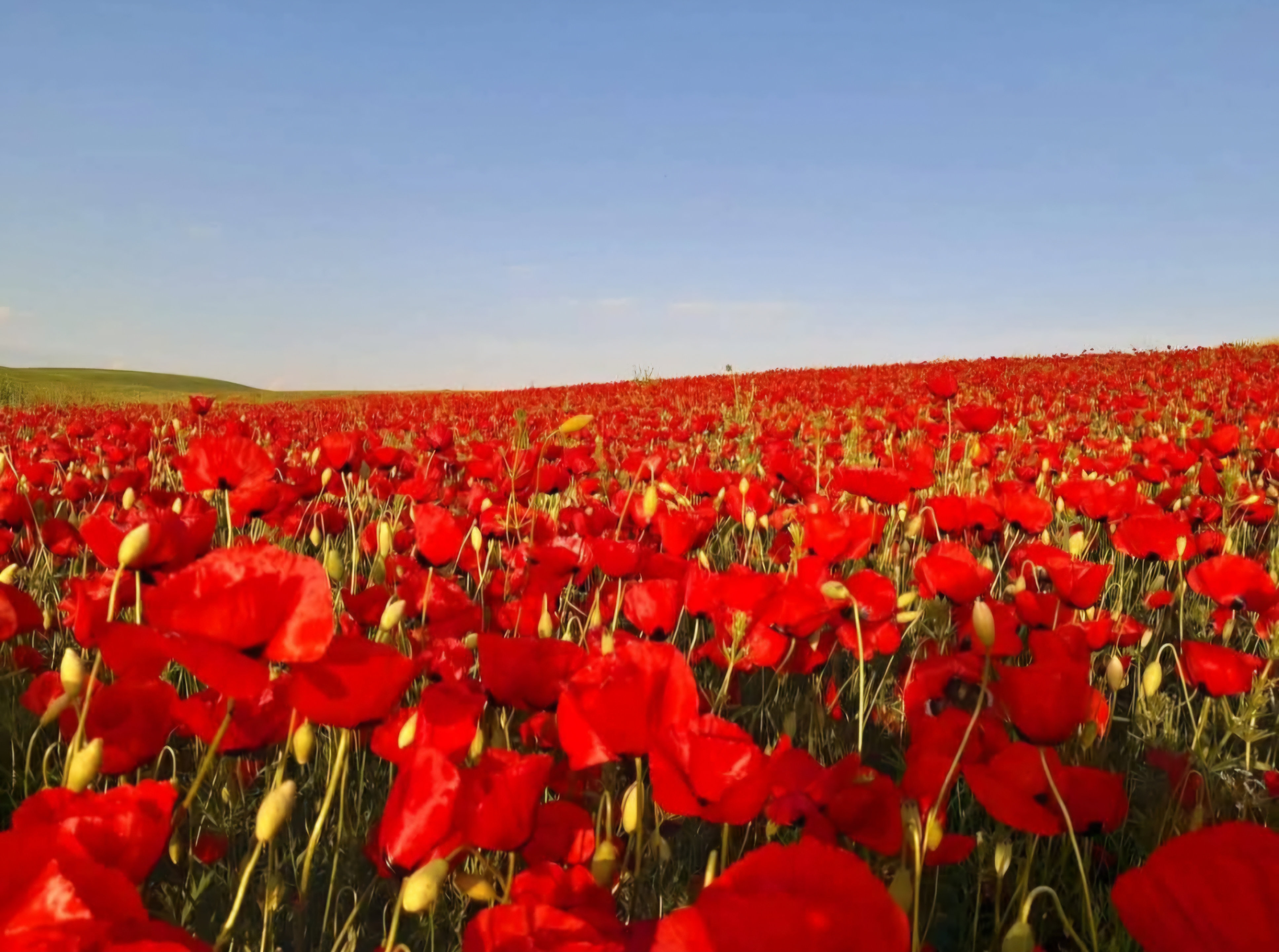 Три мира — одна душа: Шемаха, Лагич, Ивановка (2/62)