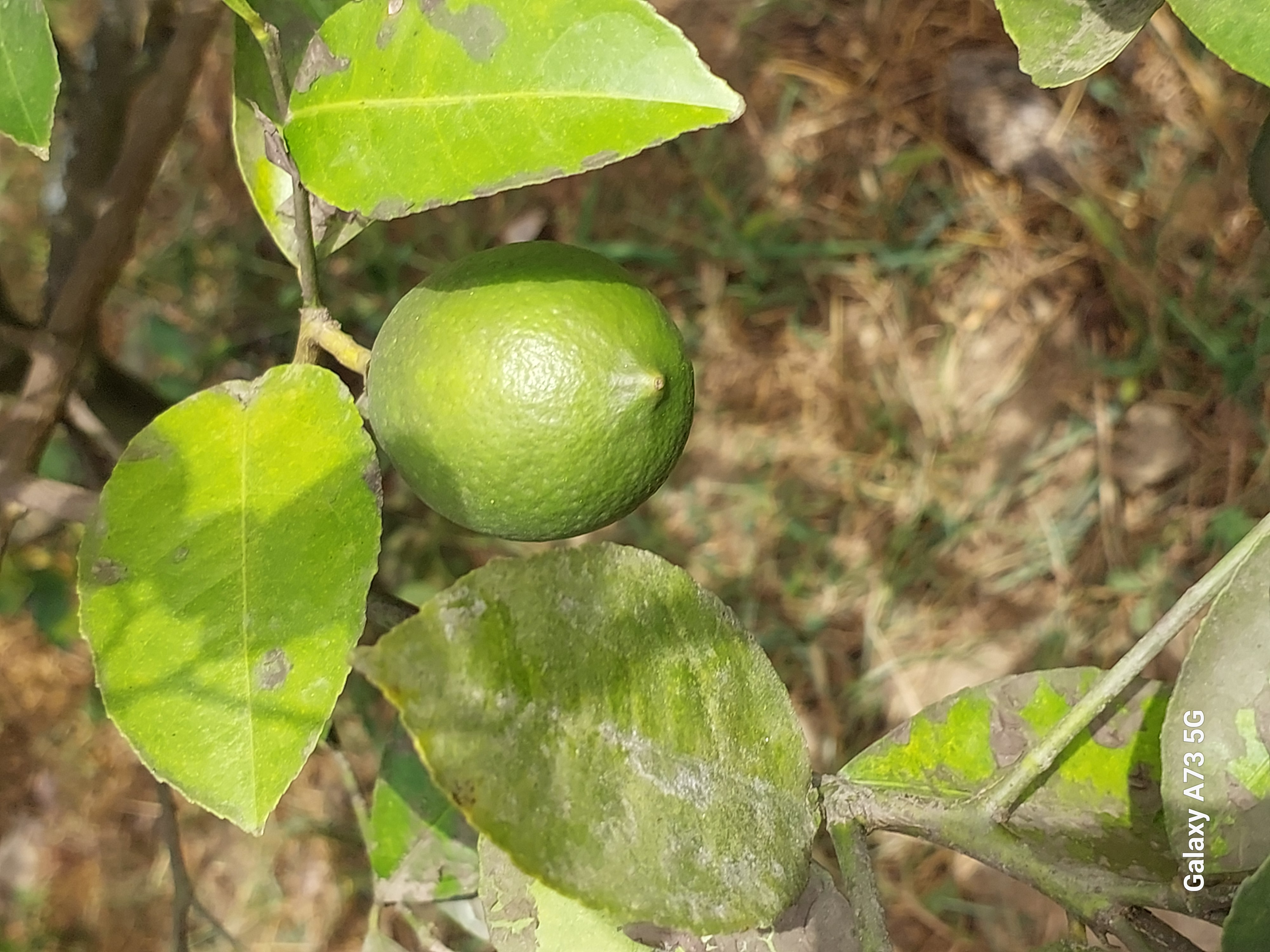 Юг Азербайджана за один день:от пещер Гобустана до субтропиков Ленькорани (5/75)