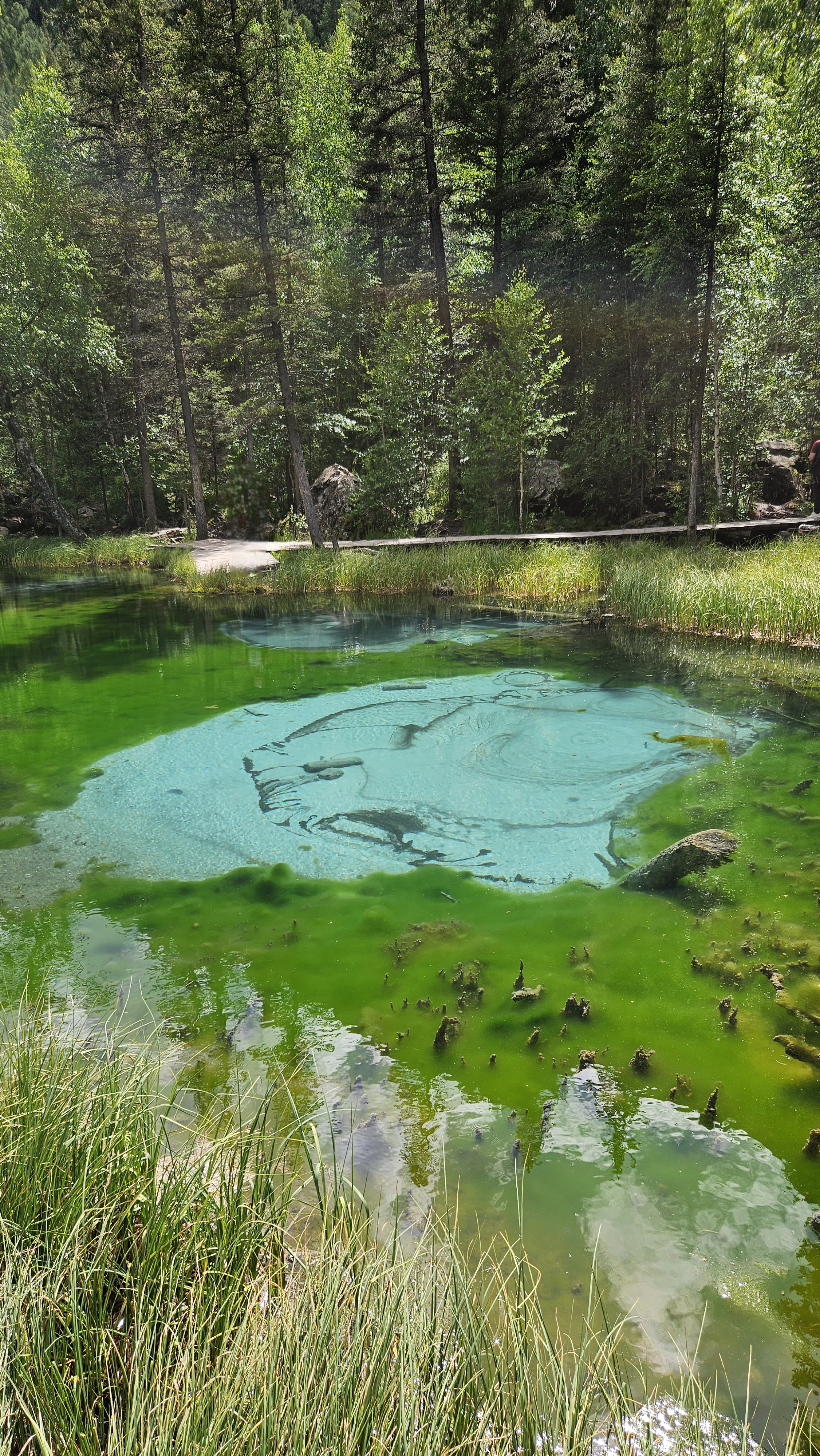 Весенний Алтай. Цветущие горы. (9/15)