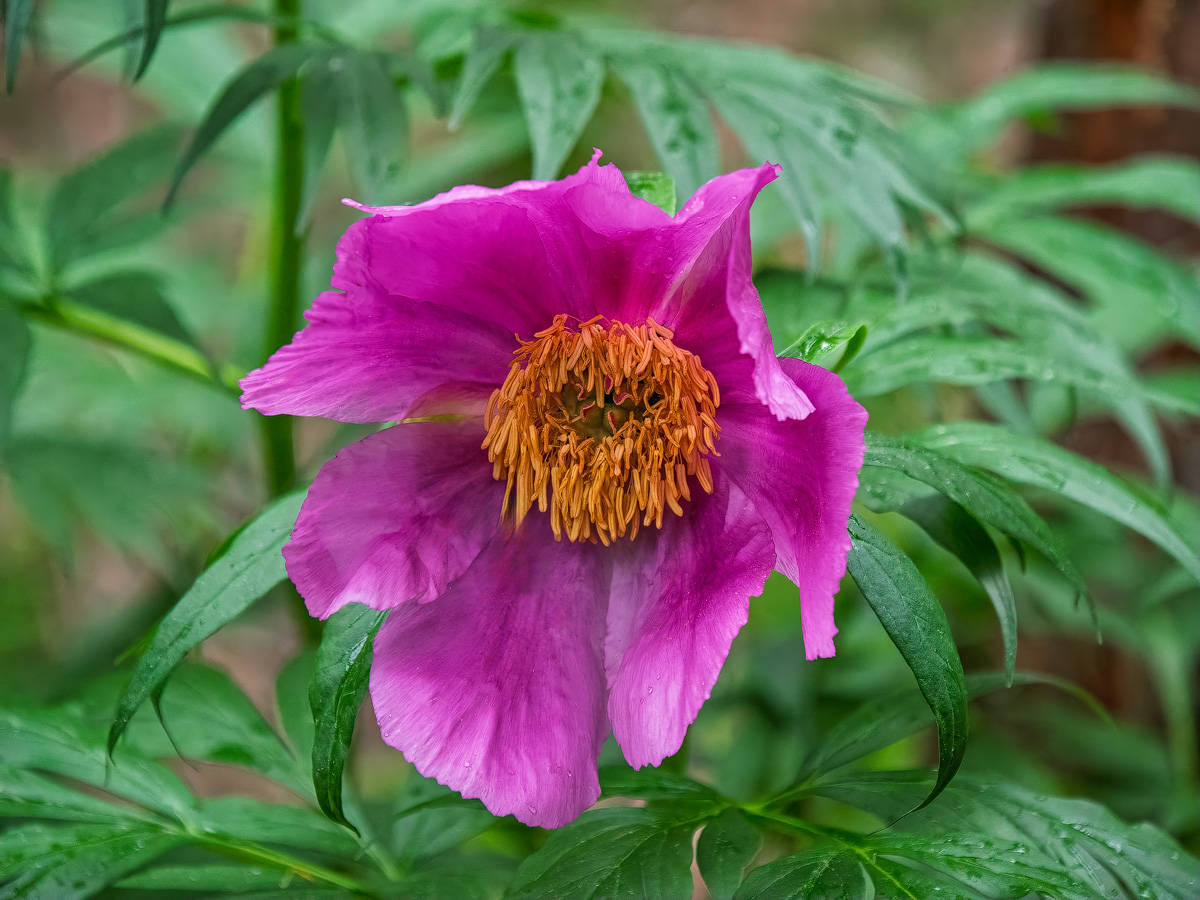 Путешествие к тайнам Горного Алтая (75/111)