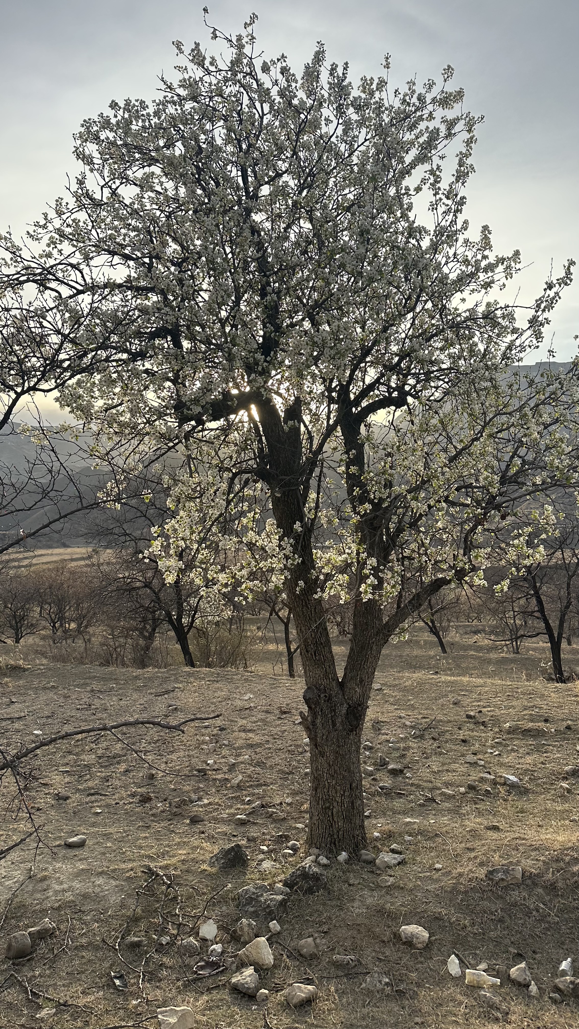 Вальс Цветов.  5 дней весны (50/71)