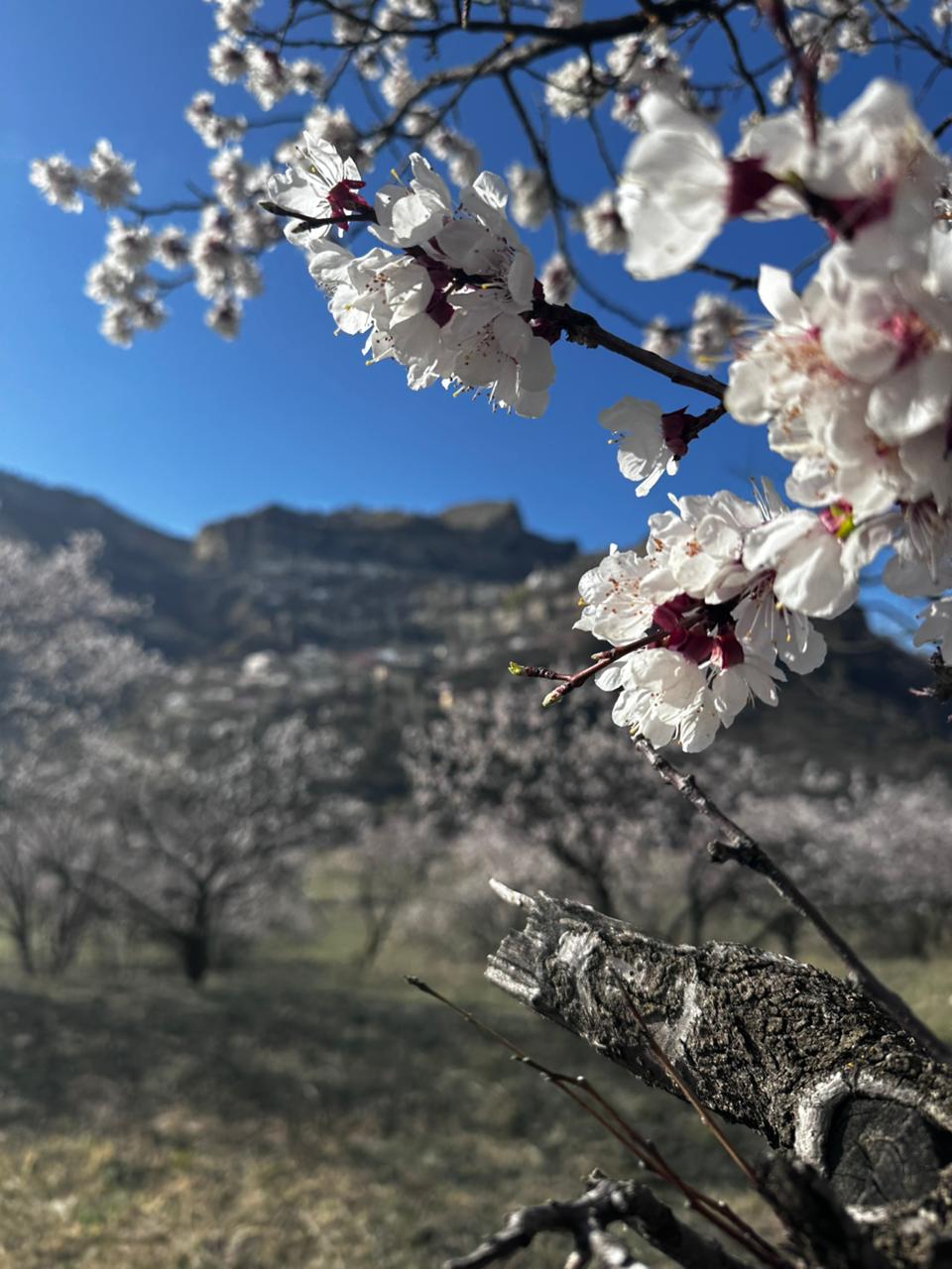 Вальс Цветов.  5 дней весны (34/71)