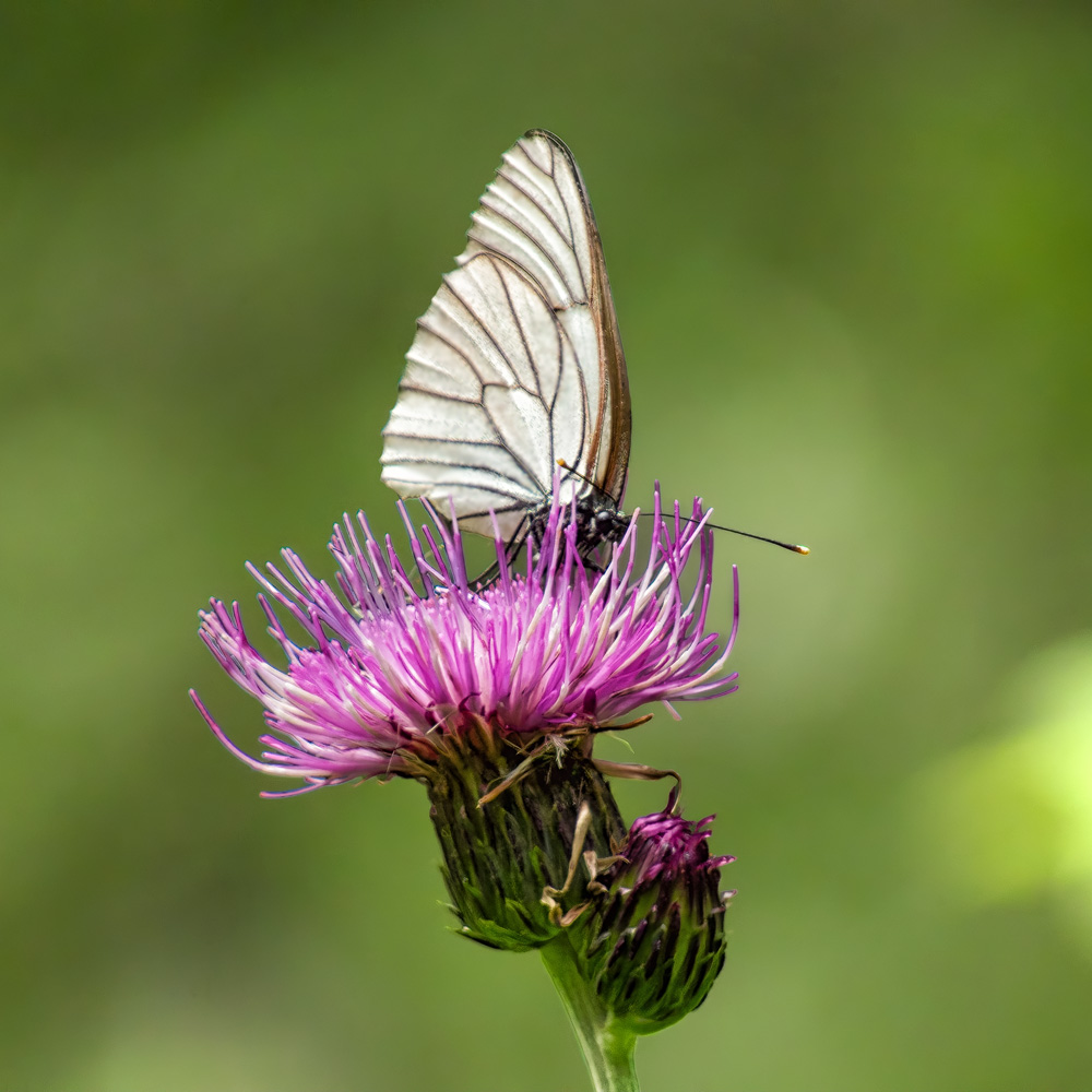 Путешествие к тайнам Горного Алтая (77/111)
