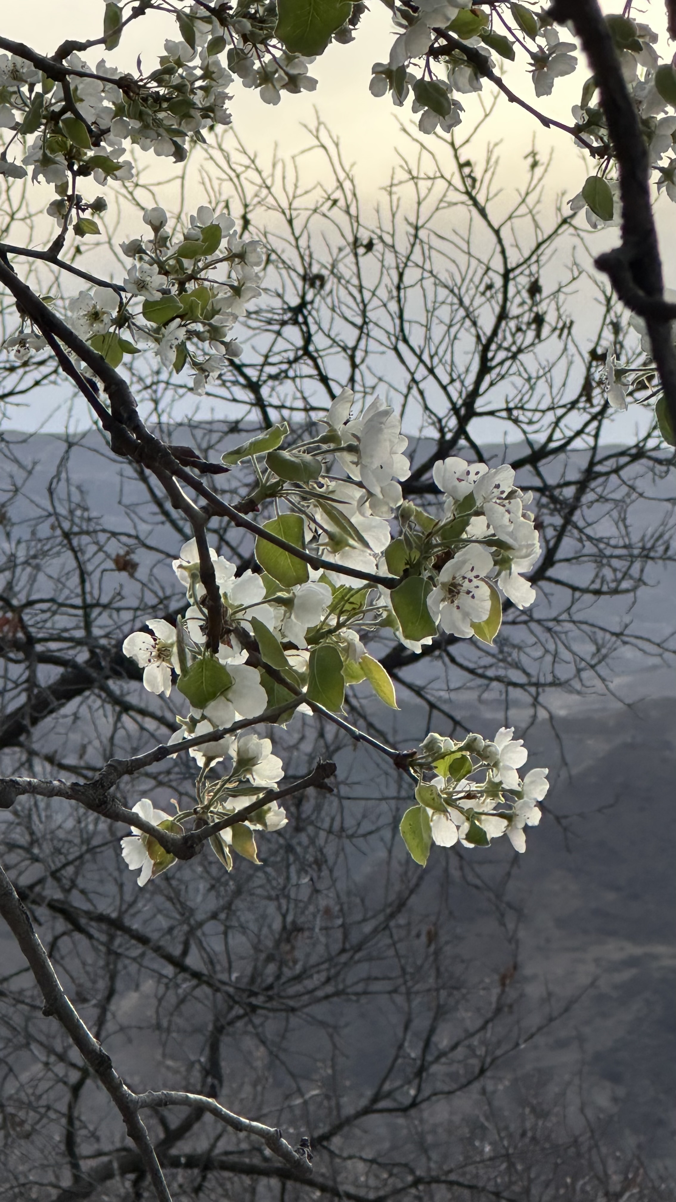Вальс Цветов.  5 дней весны (54/71)