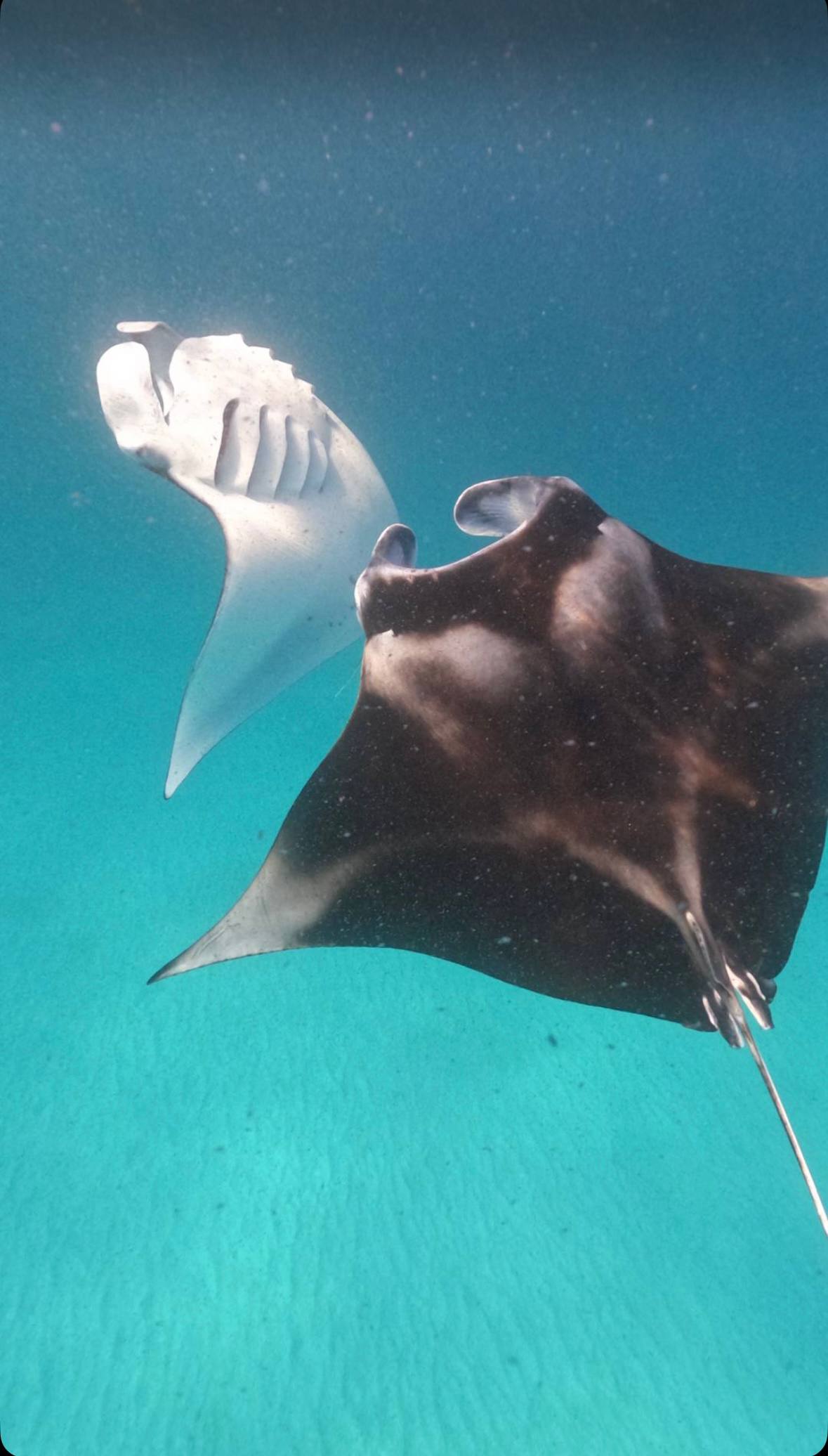 Магические Мальдивы (87/130)