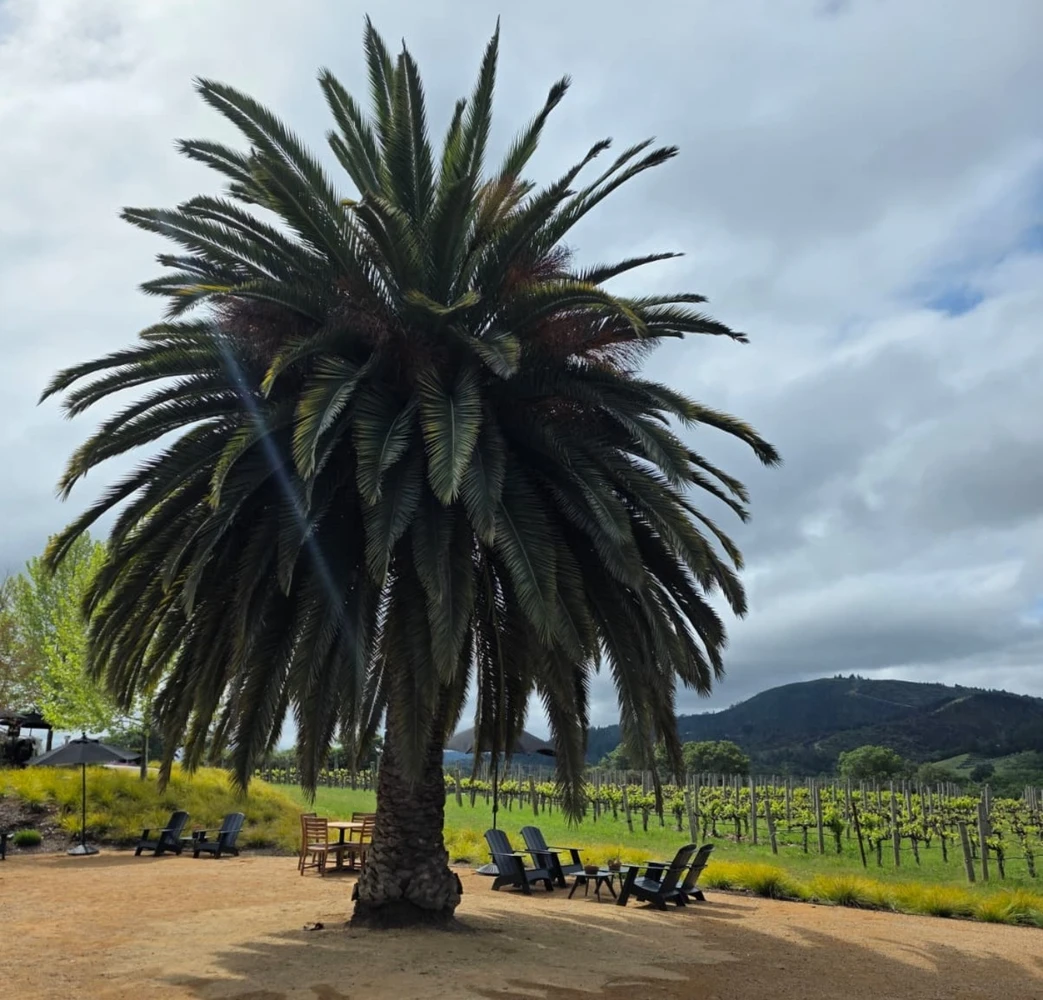 Из Сан-Франциско — в винный вояж по долинам Сонома и Напа (8/12)