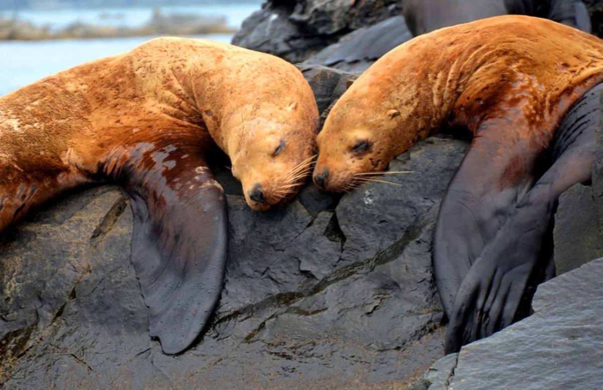 Остров Путятина — бухты, кекуры, морские котики и бескрайнее море