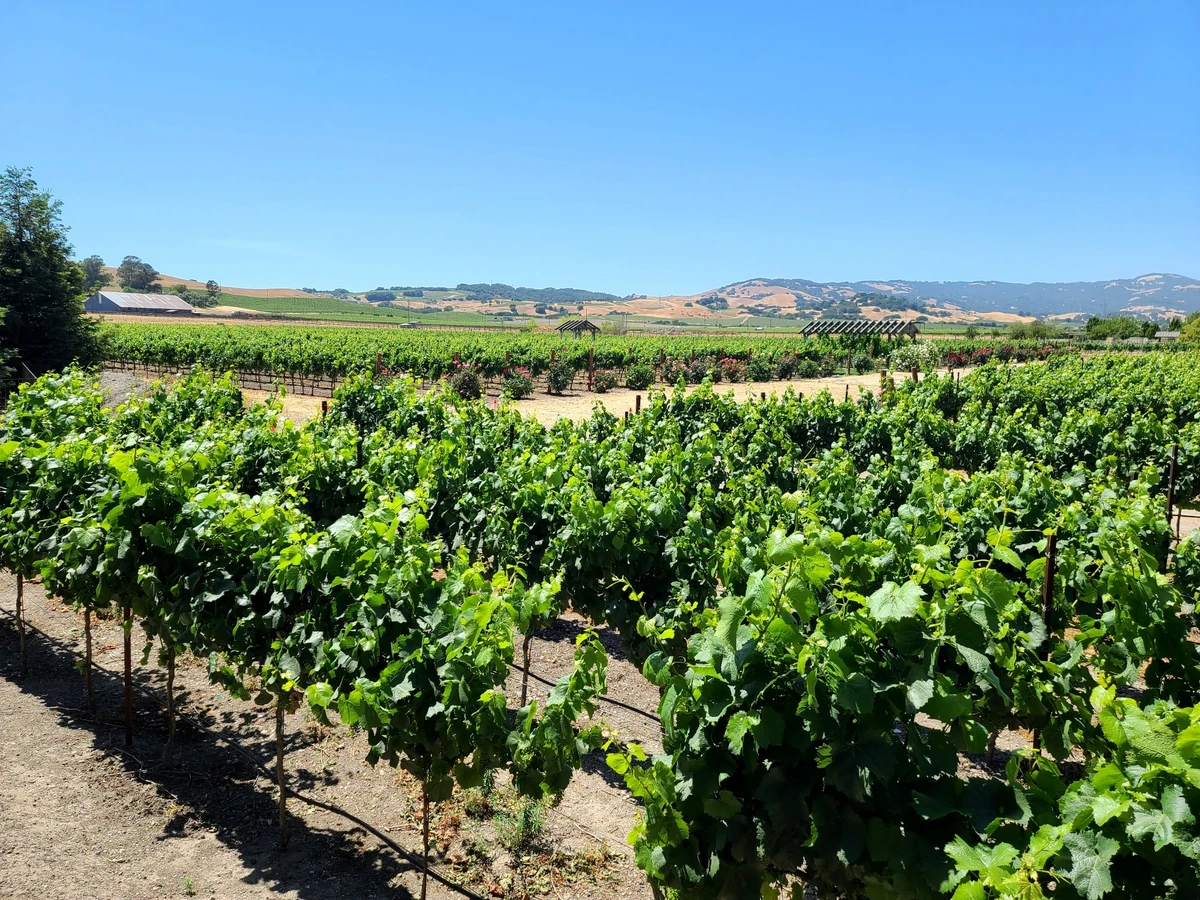 Из Сан-Франциско — в винный вояж по долинам Сонома и Напа (1/12)