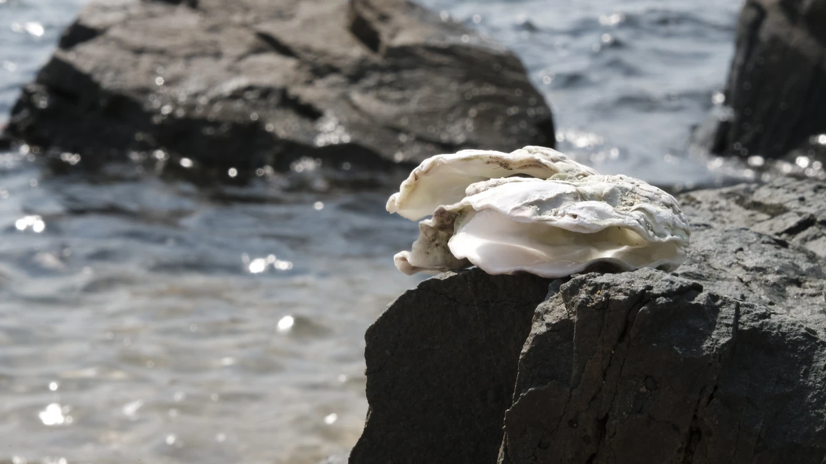 Морская сказка островов Верховского. (7/10)