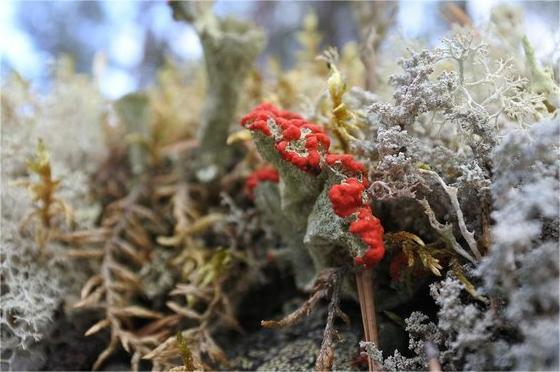 Приморск - Ермиловская бухта - Флотский мыс. Море, которое рядом