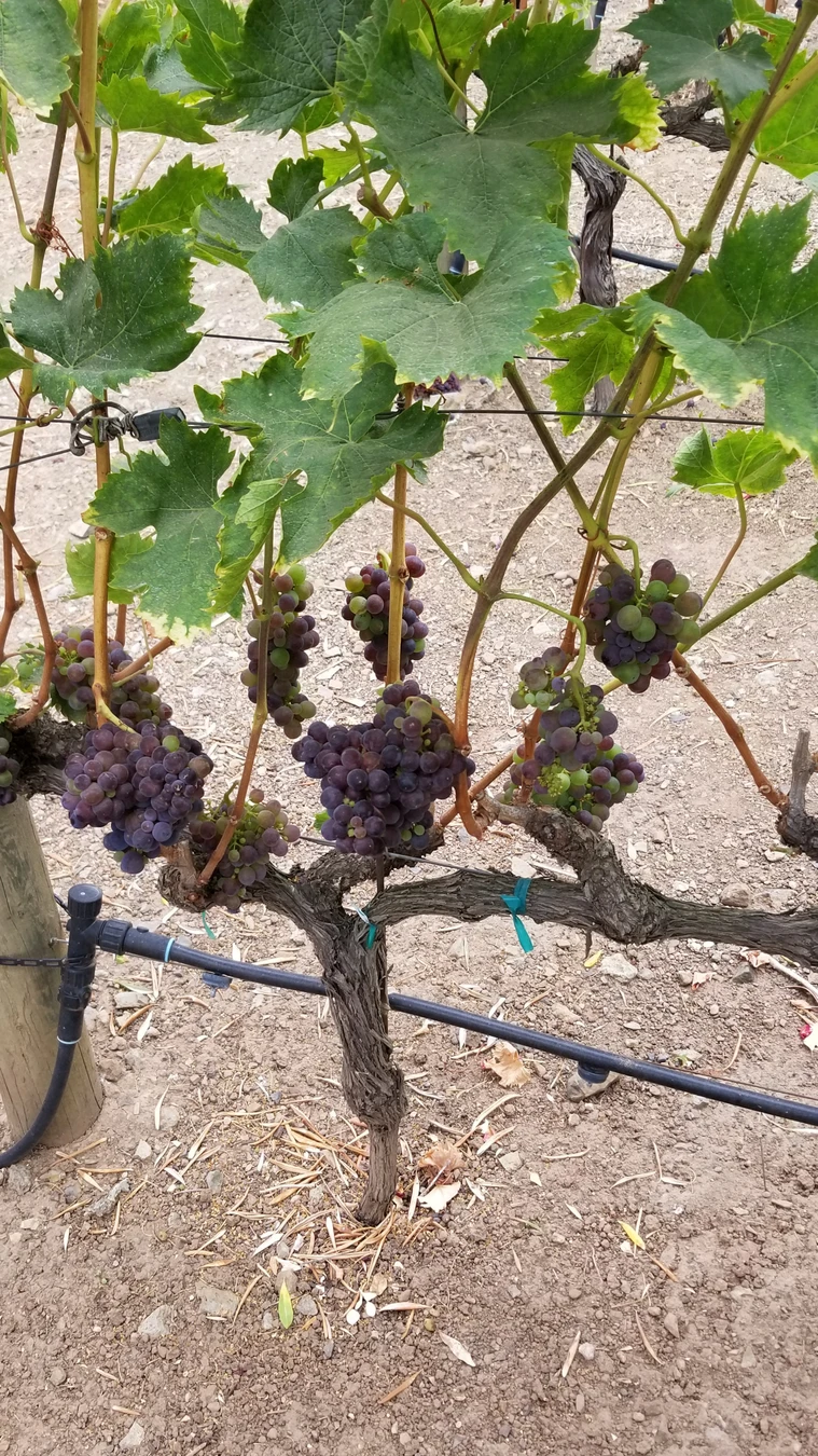 Из Сан-Франциско — в винный вояж по долинам Сонома и Напа (10/12)