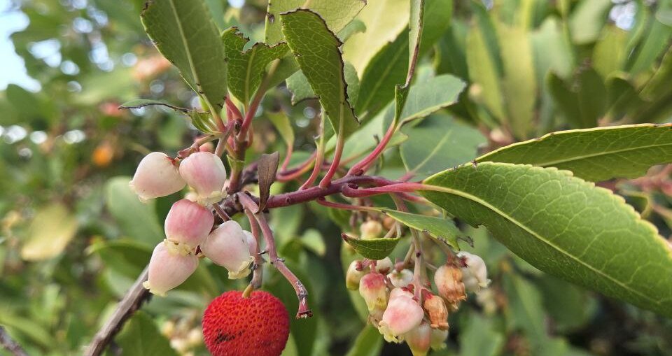 Поход налегке по Карийской тропе в Турции (2/11)