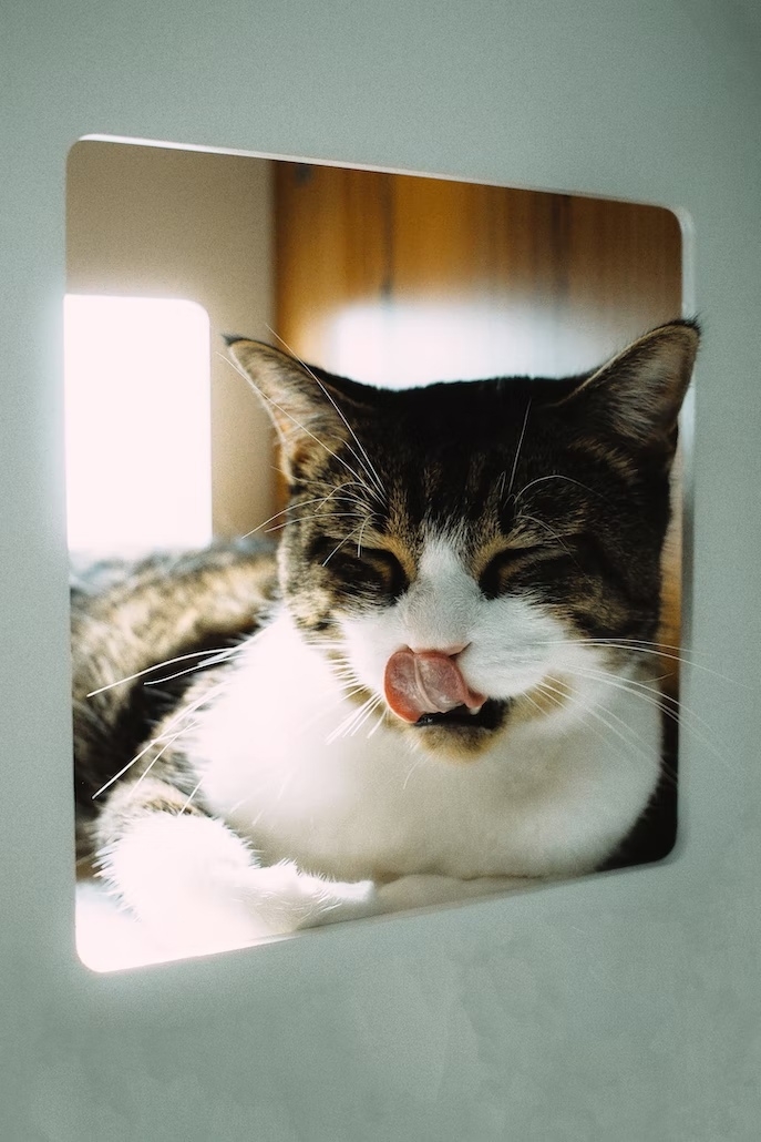 Японская весна в Петербурге (2/8)