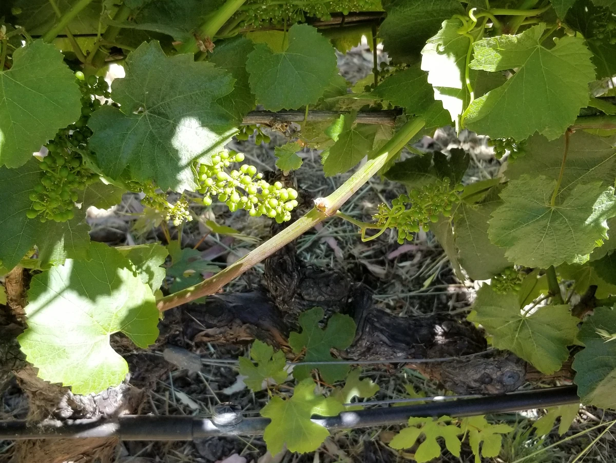 Из Сан-Франциско — в винный вояж по долинам Сонома и Напа (12/12)