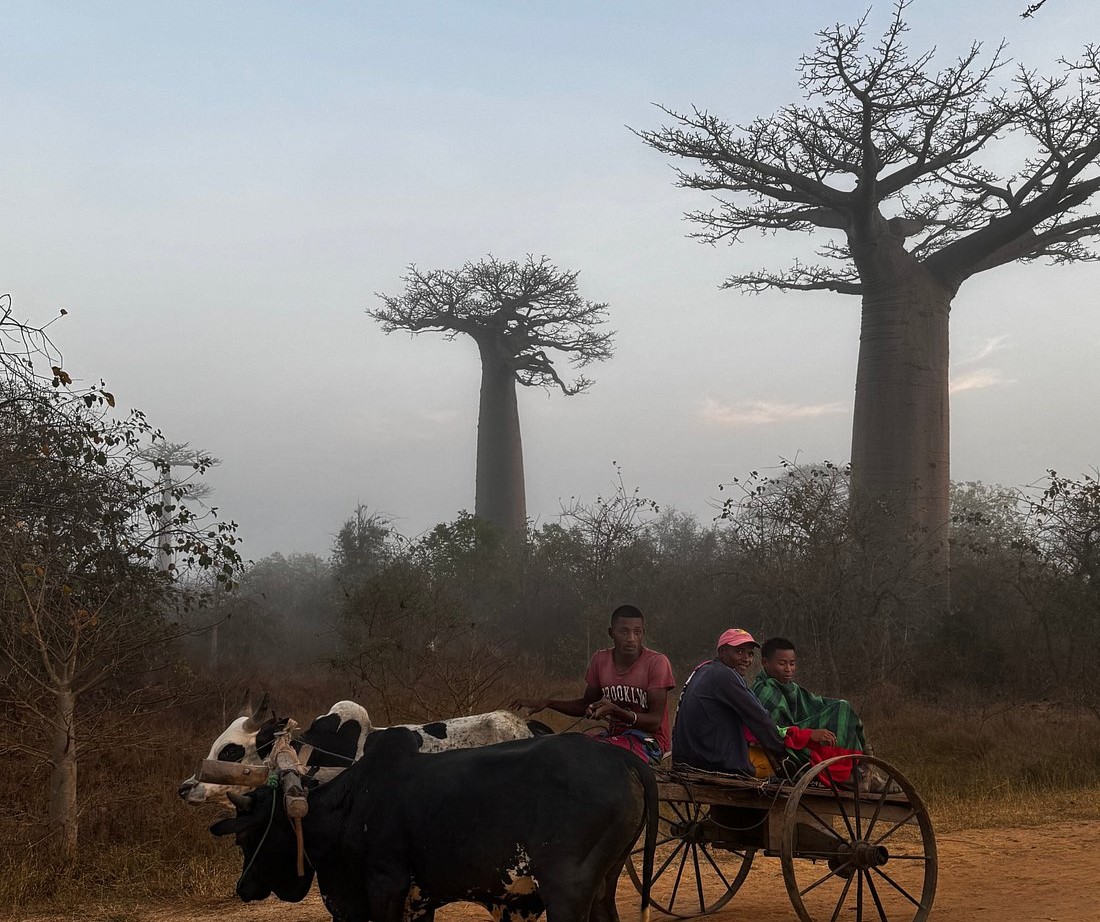 Мадагаскар: Сага о Баобабах и Лемурах - Частный Тур в любую дату от 2х участников