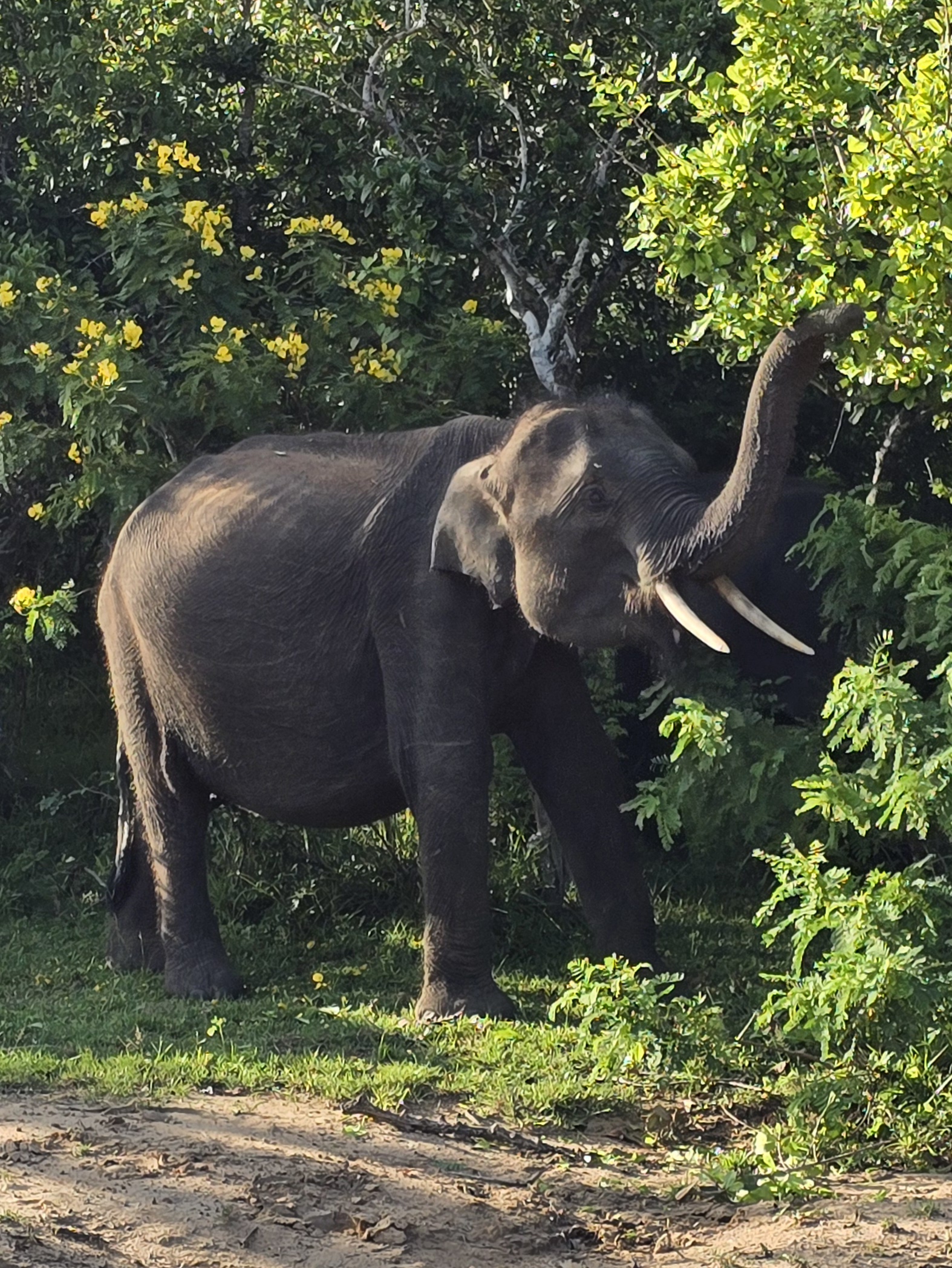 Шри - Ланка: Путешествие к центру земли (7/47)